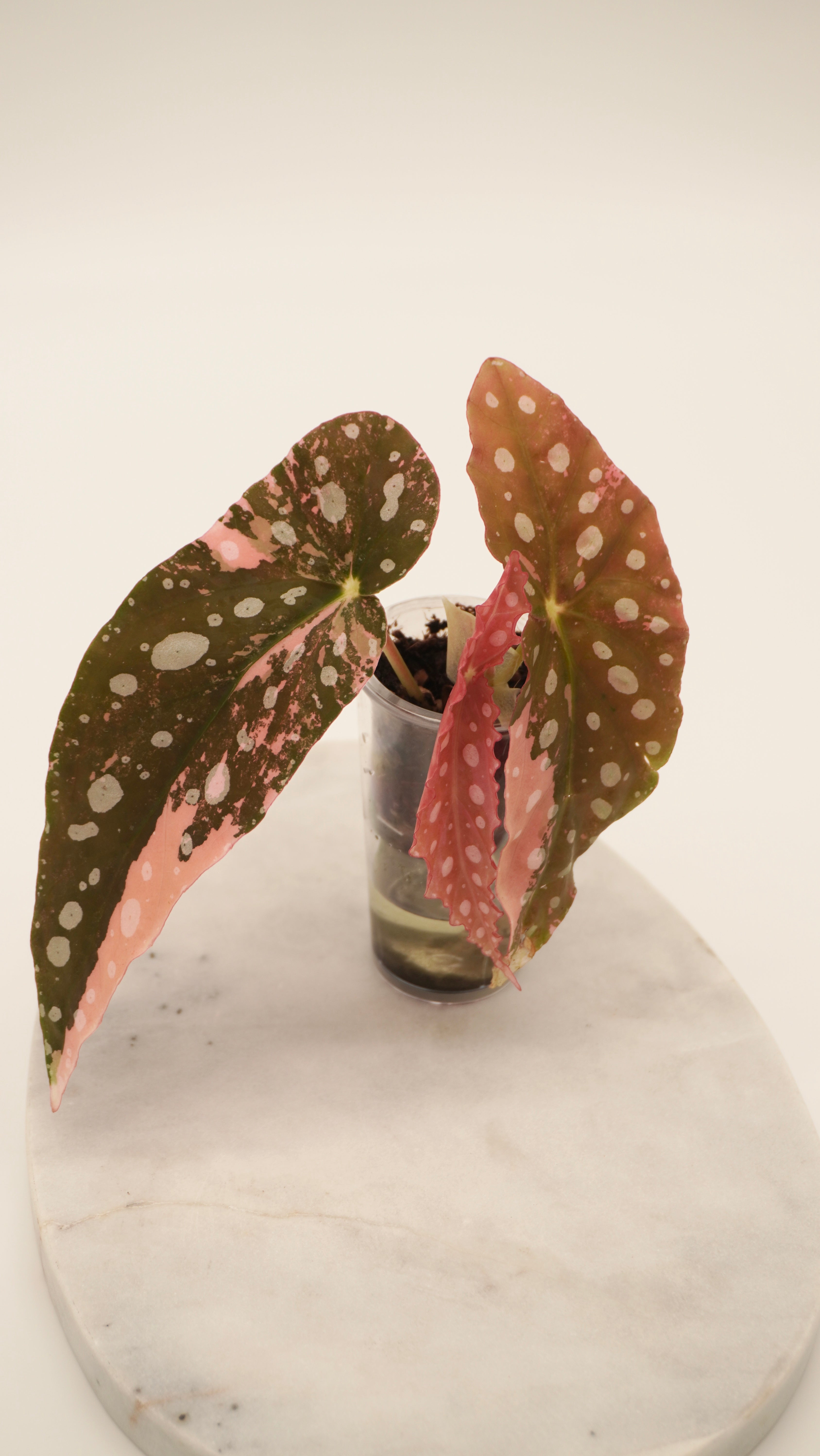 Pink Begonia Maculata
