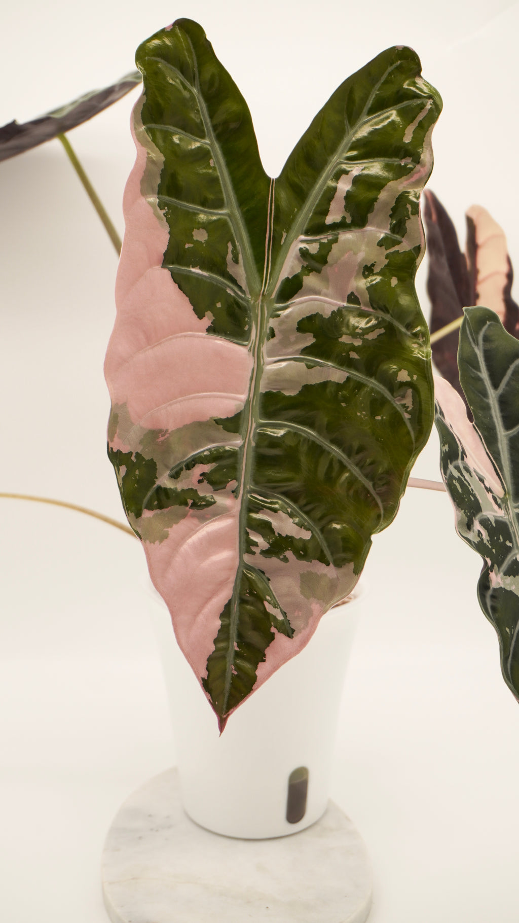 Alocasia Pink Chantrieri CORM