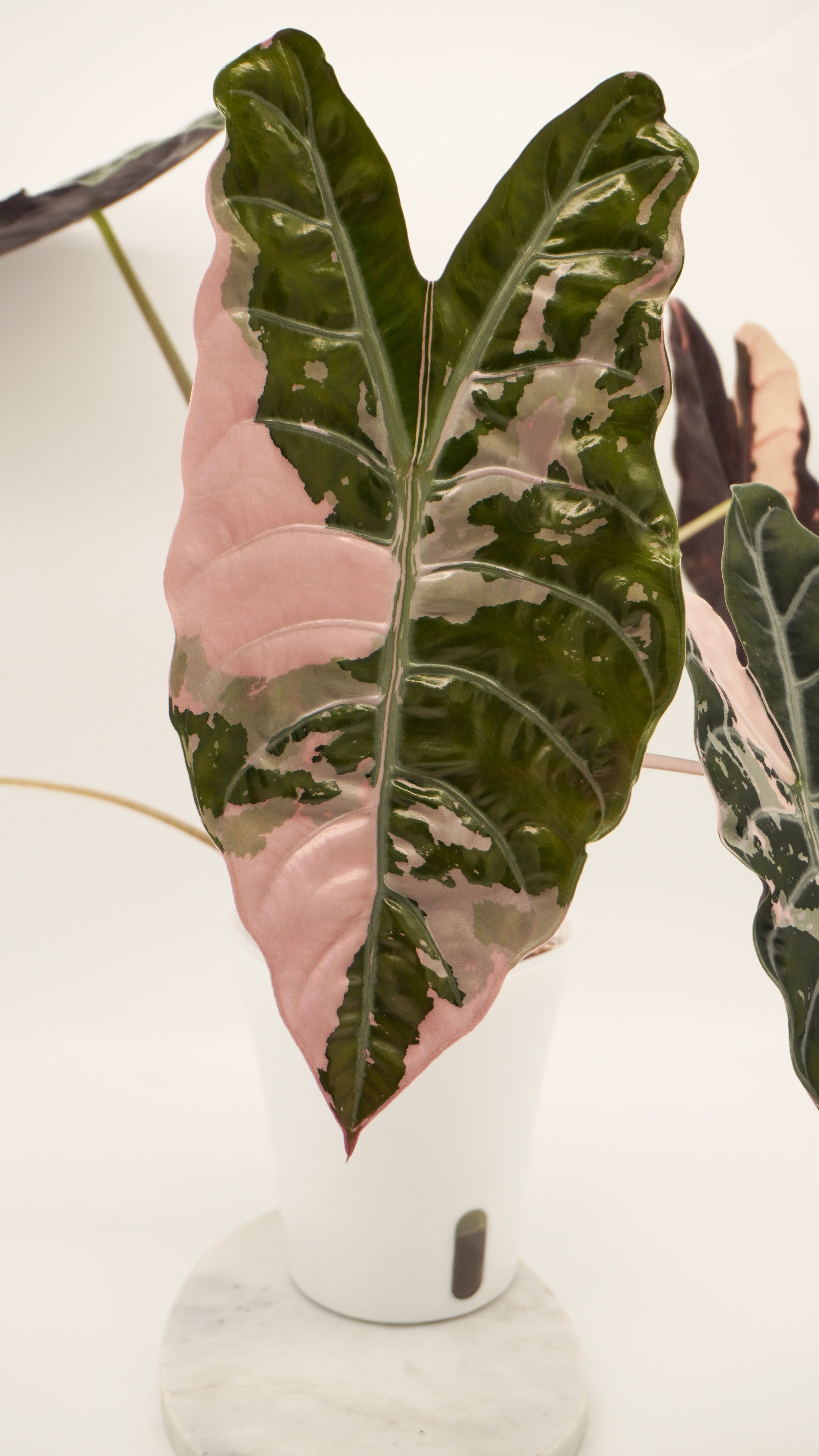 Alocasia Pink Chantrieri CORM