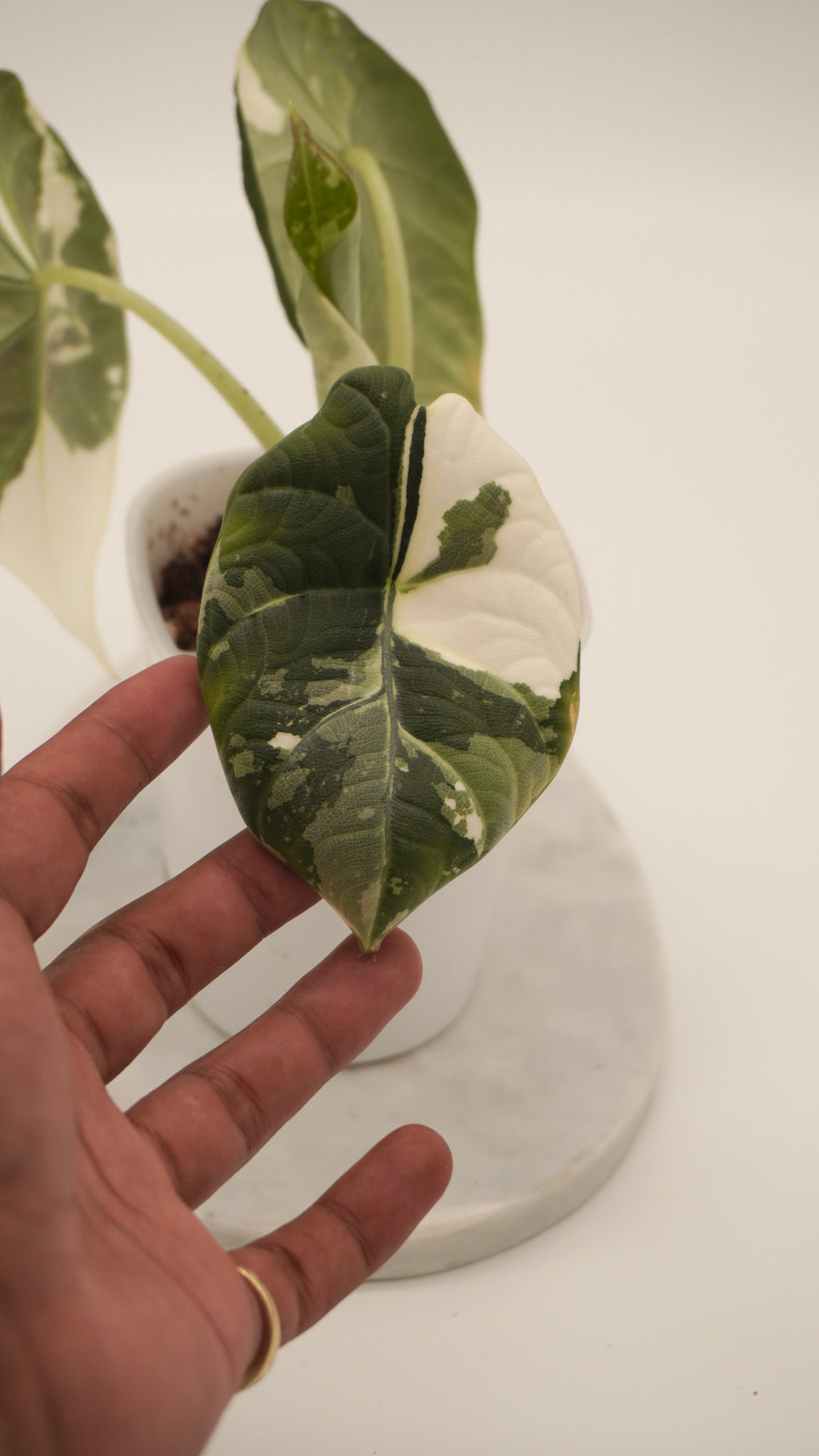 Alocasia Maharani Albo CORM