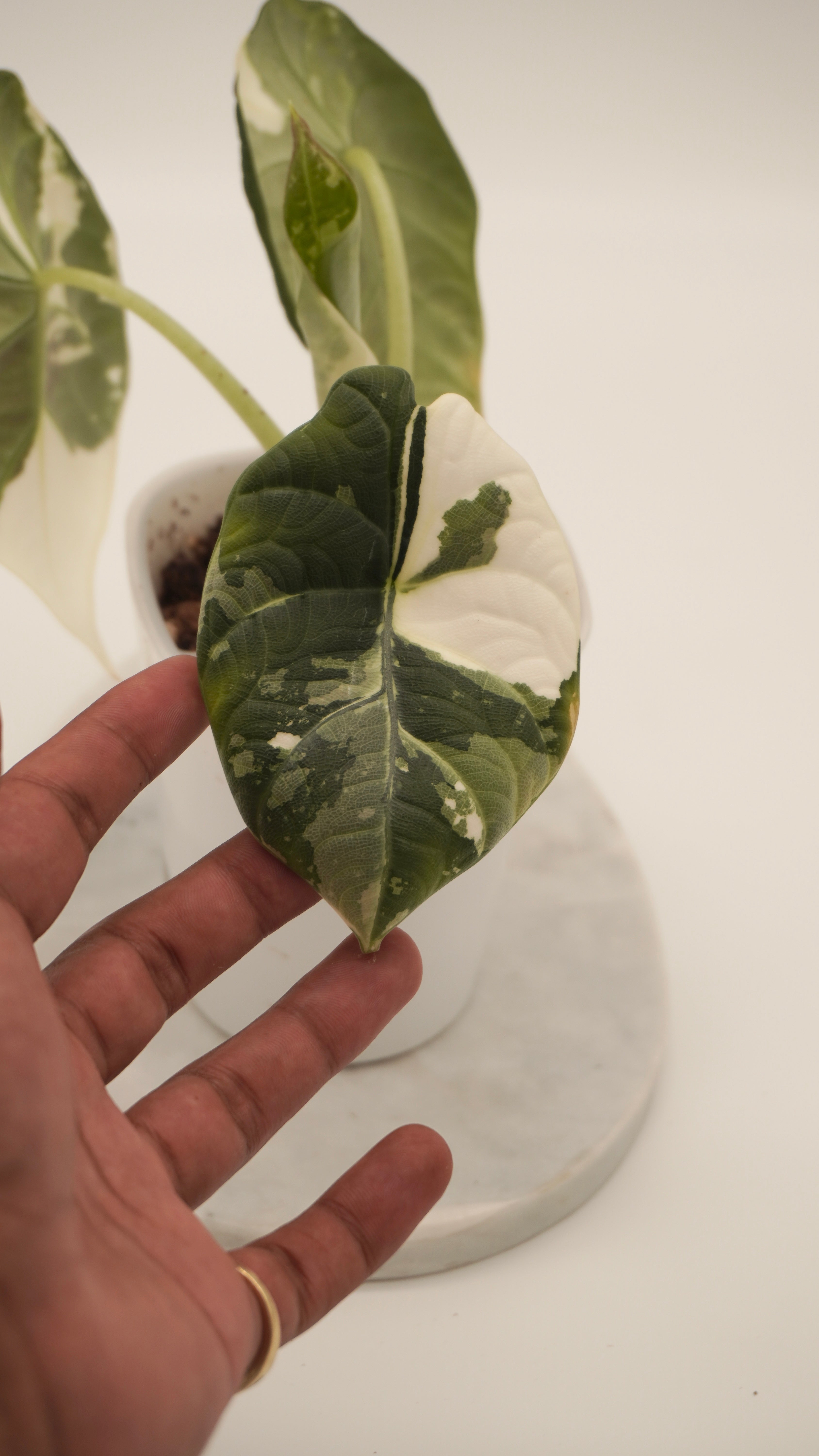 Alocasia Maharani Albo CORM