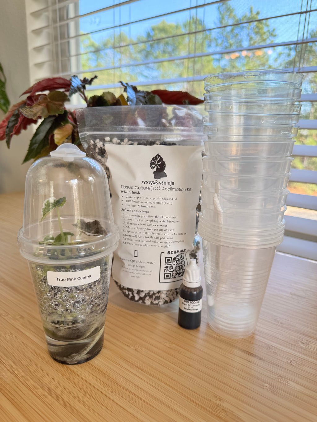 Tissue Culture Acclimation Kit (3″ Self-Watering)