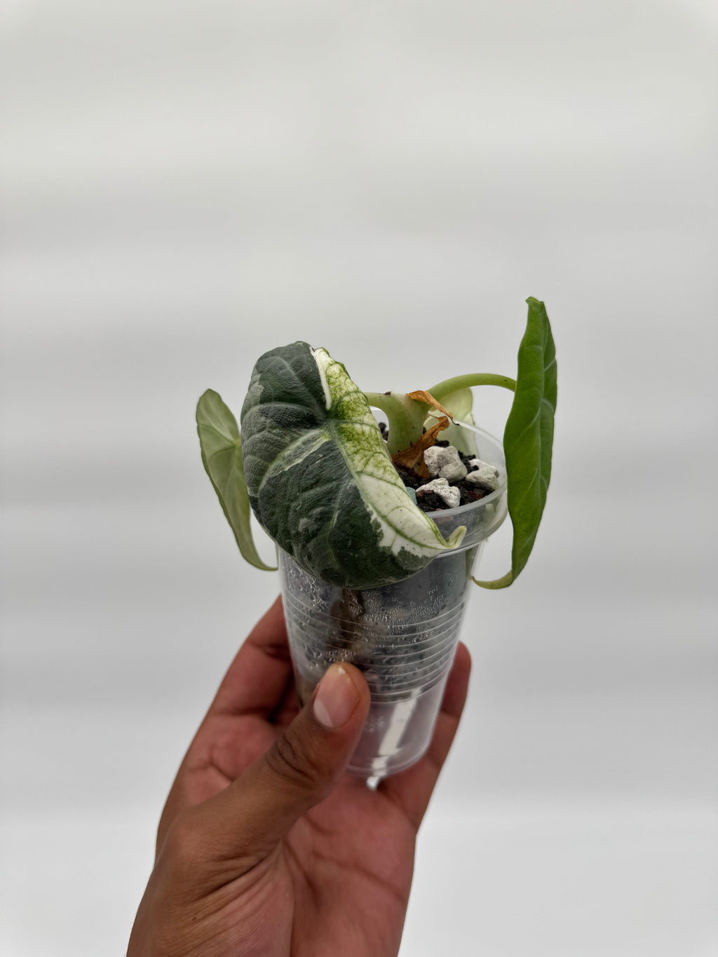 Alocasia Maharani Tri-Color CORM