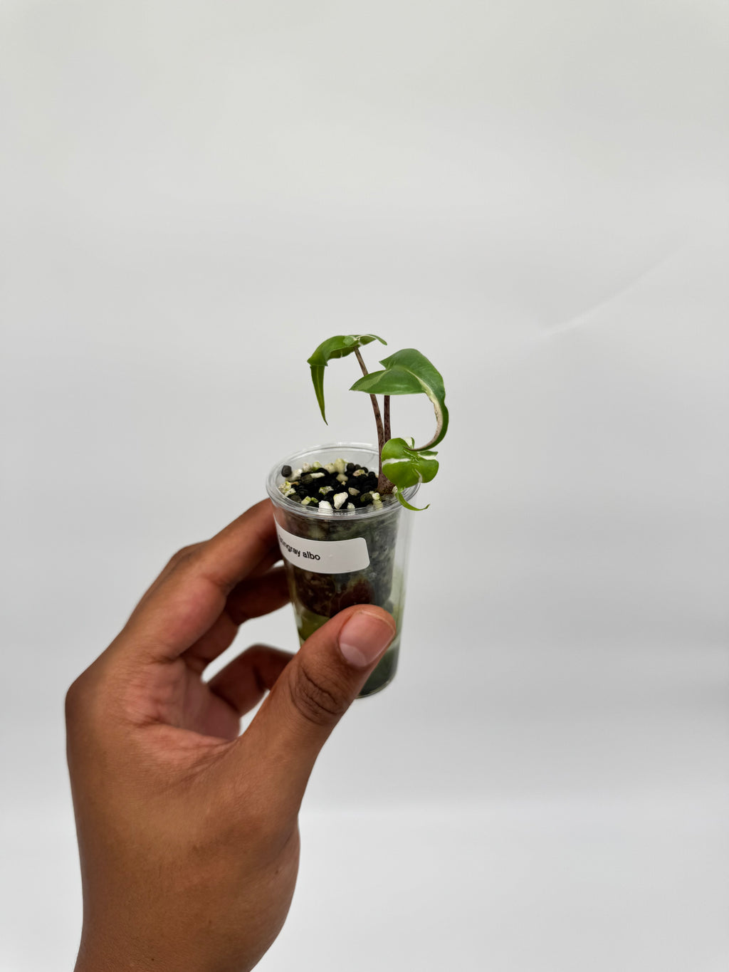 Alocasia Stingray Albo