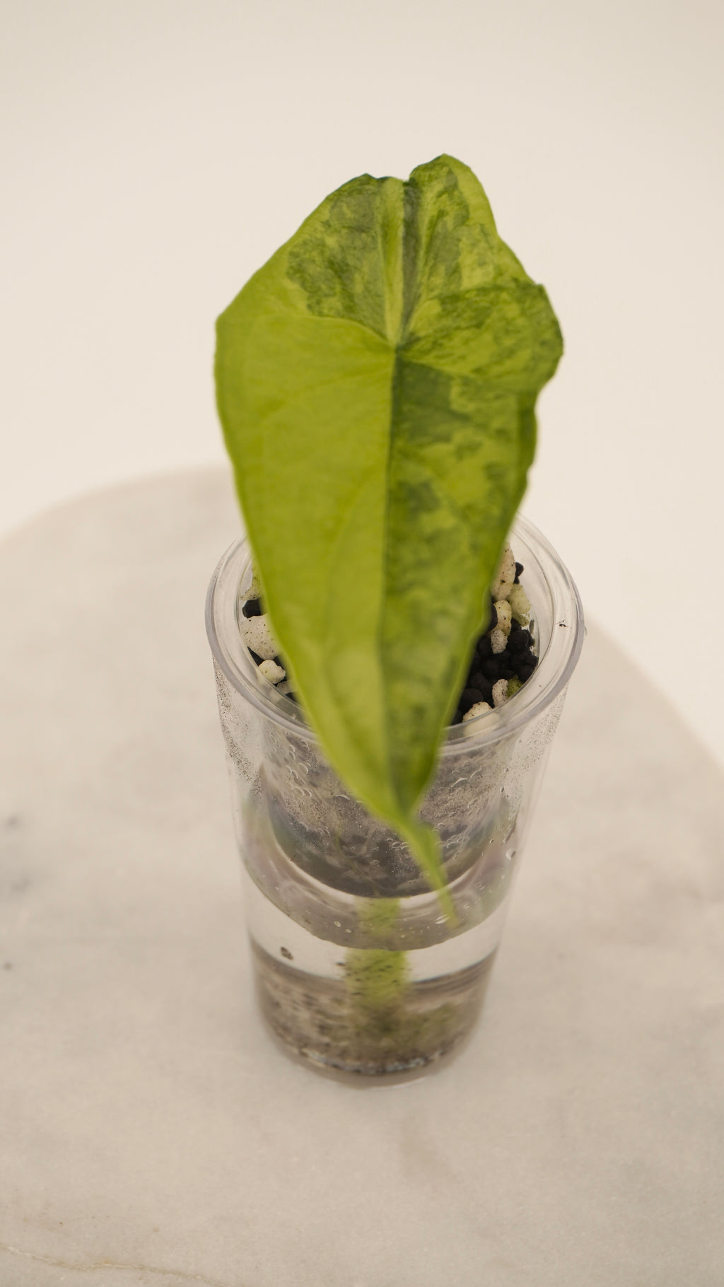 Alocasia Dragons Breath Aurea