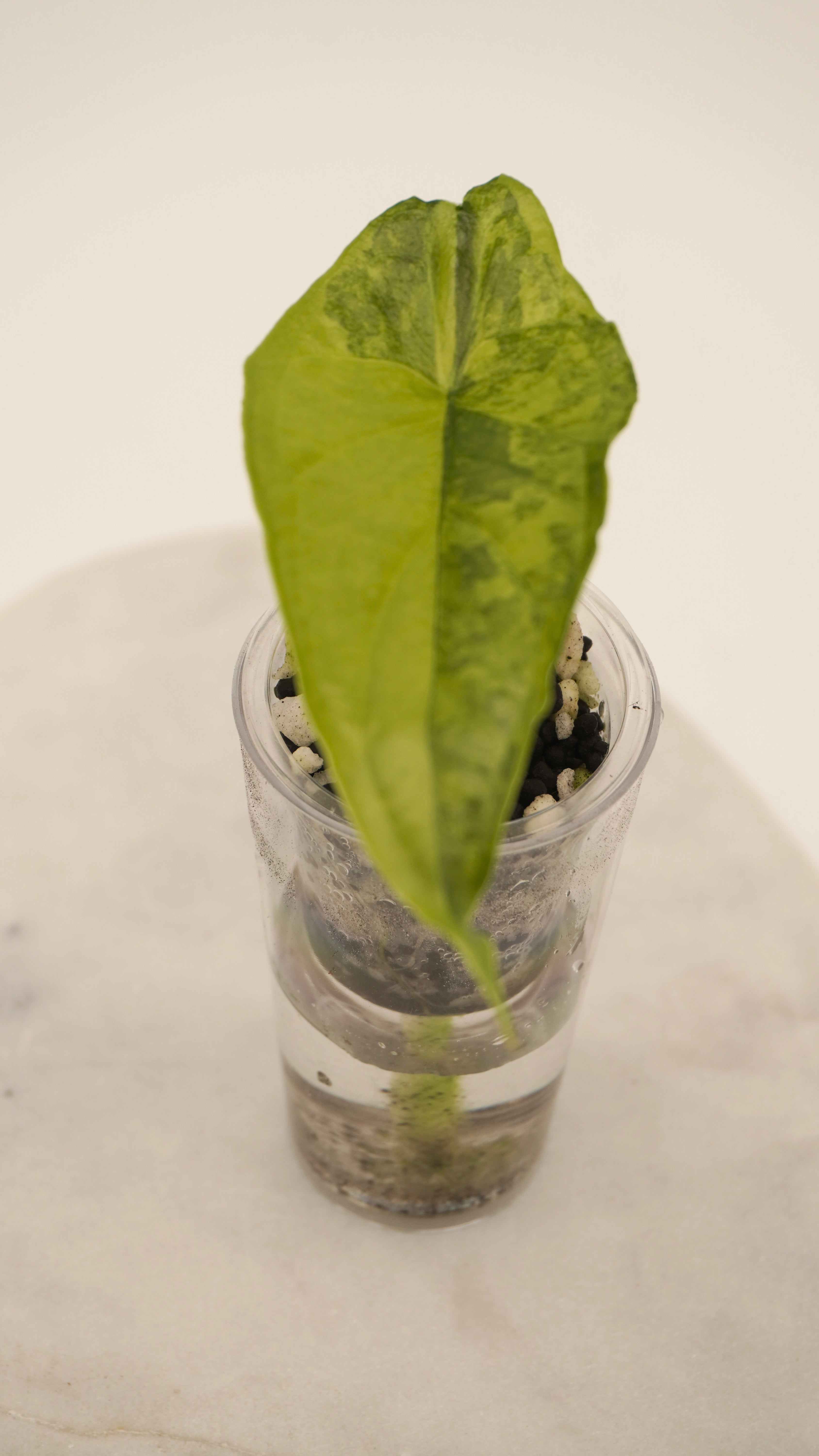 Alocasia Dragons Breath Aurea