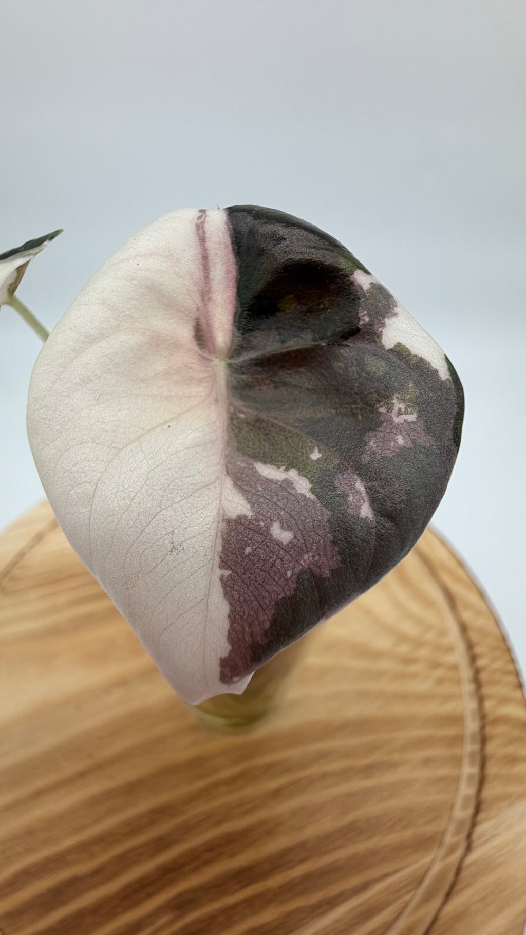 Alocasia True Pink Cuprea