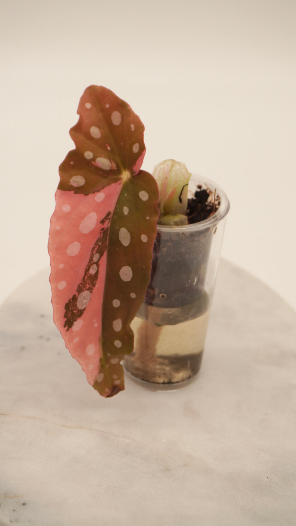 Pink Begonia Maculata