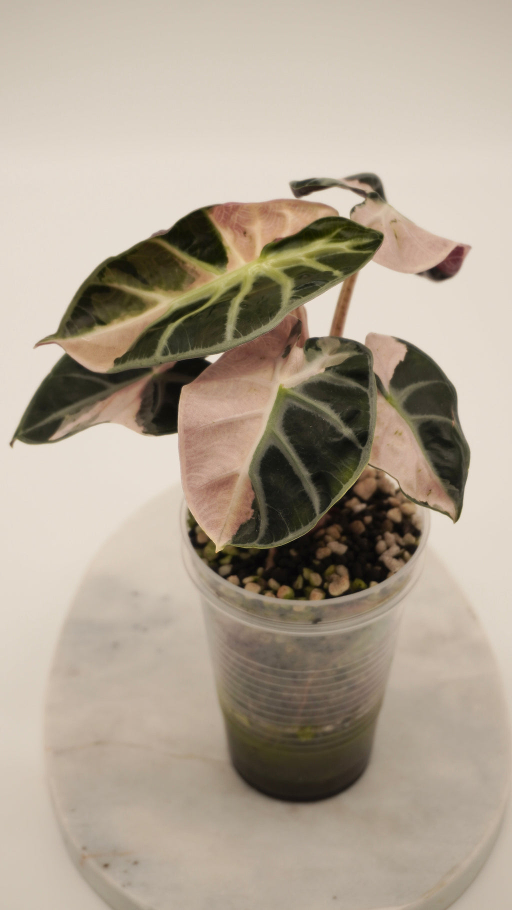 Alocasia Pink Balloon Heart CORM