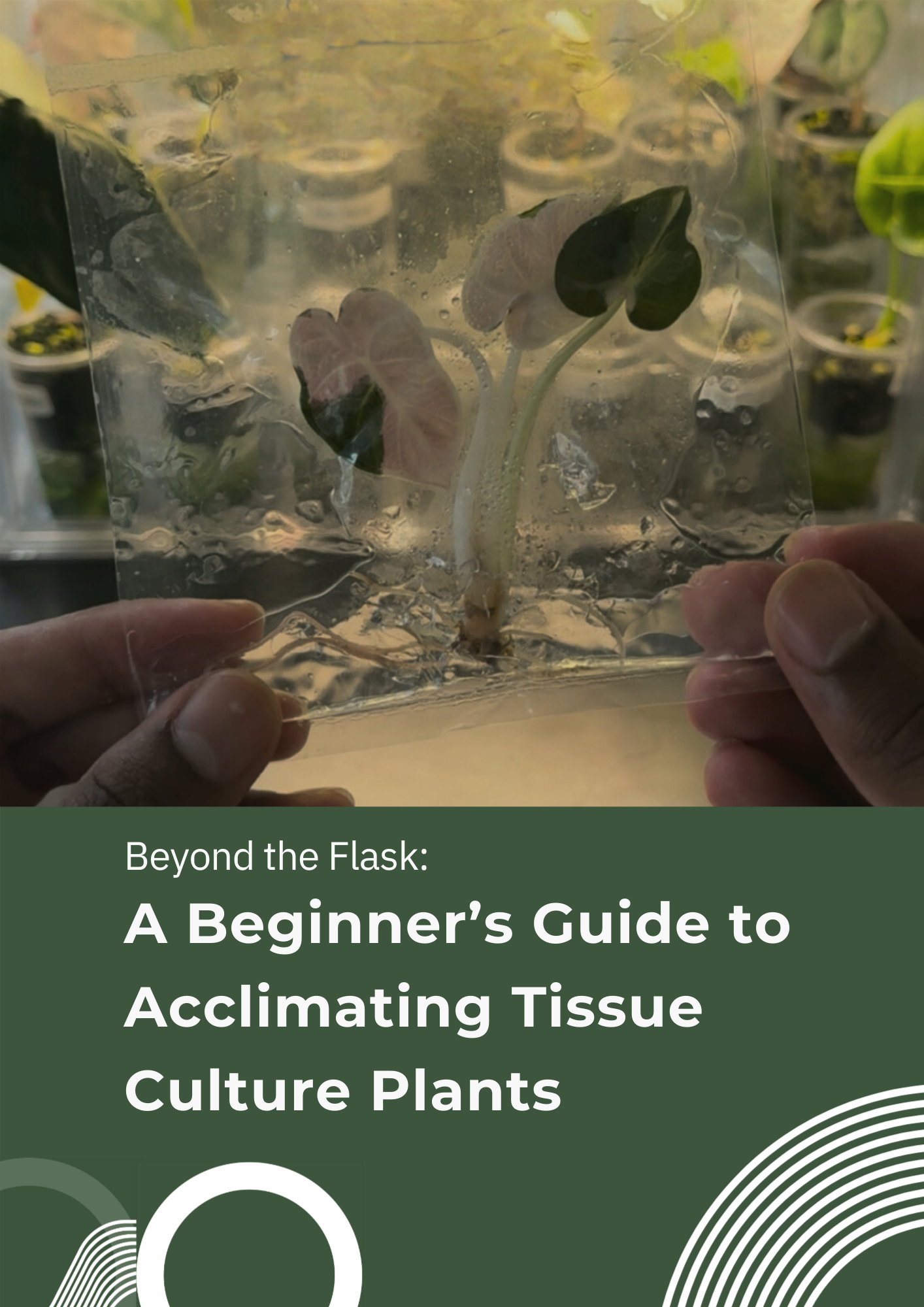 Beyond the Flask: A Beginner’s Guide to Acclimating Tissue Culture Plants
