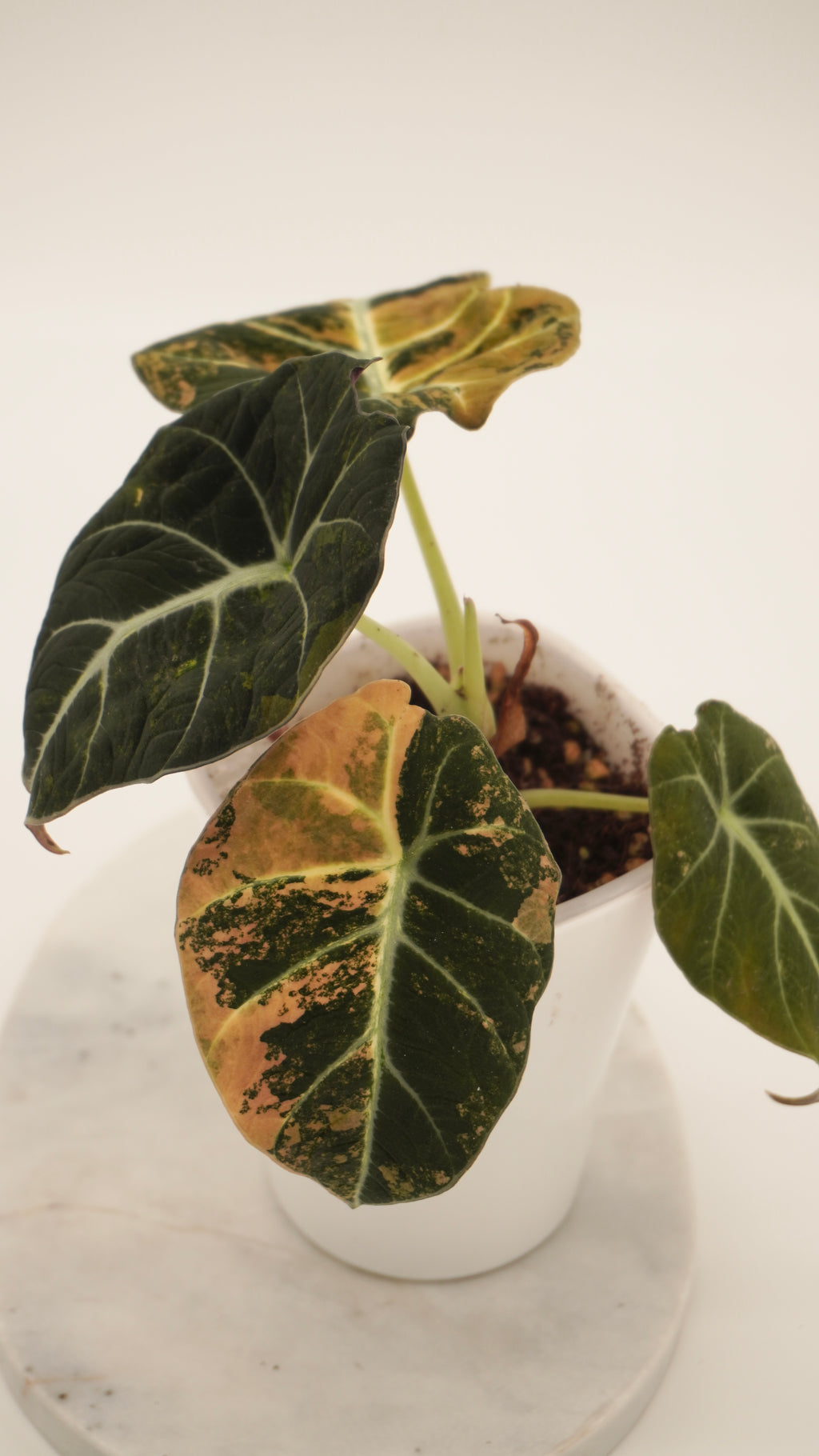 Alocasia Gold Black Velvet CORM