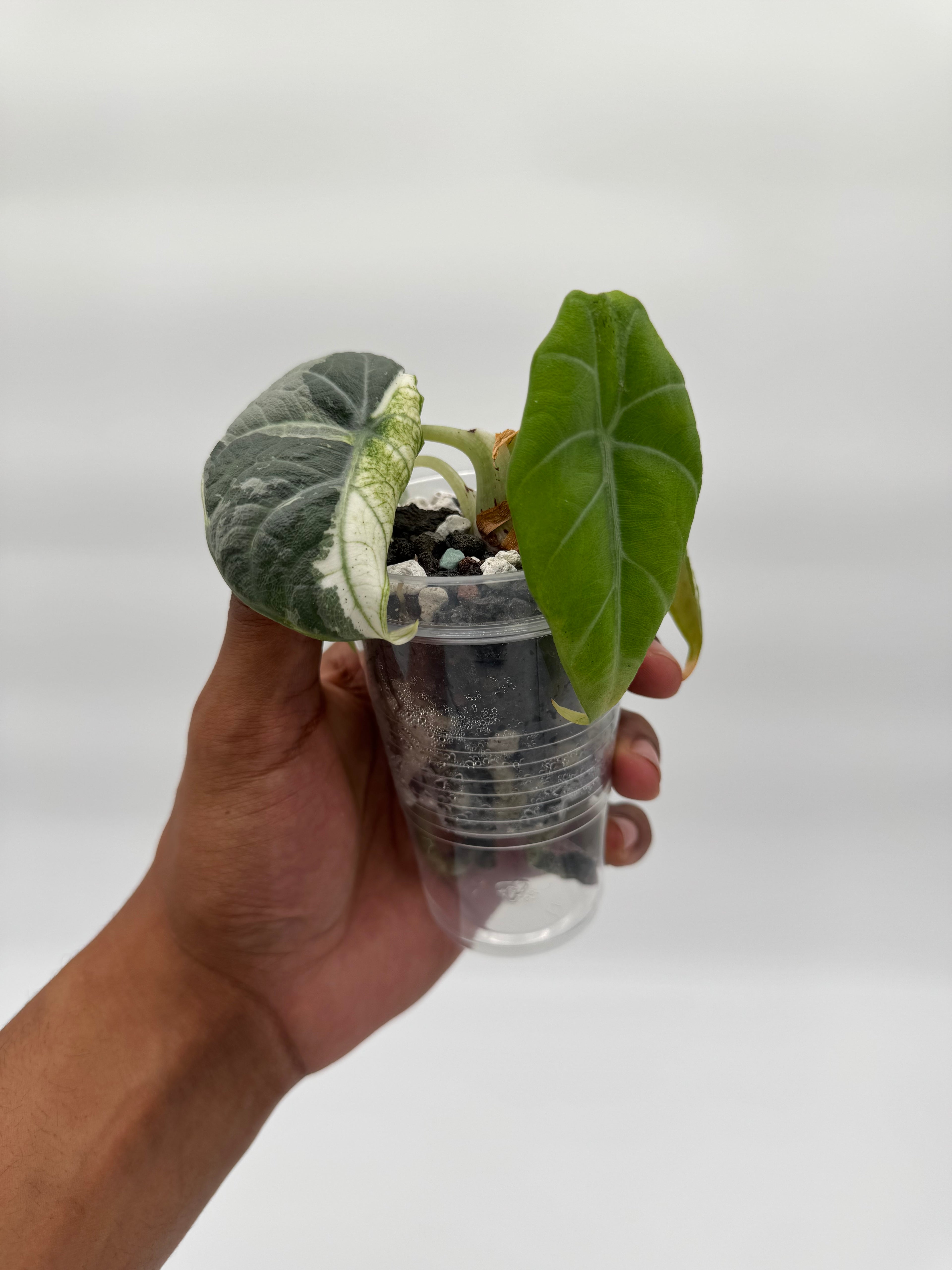 Alocasia Maharani Tri-Color CORM