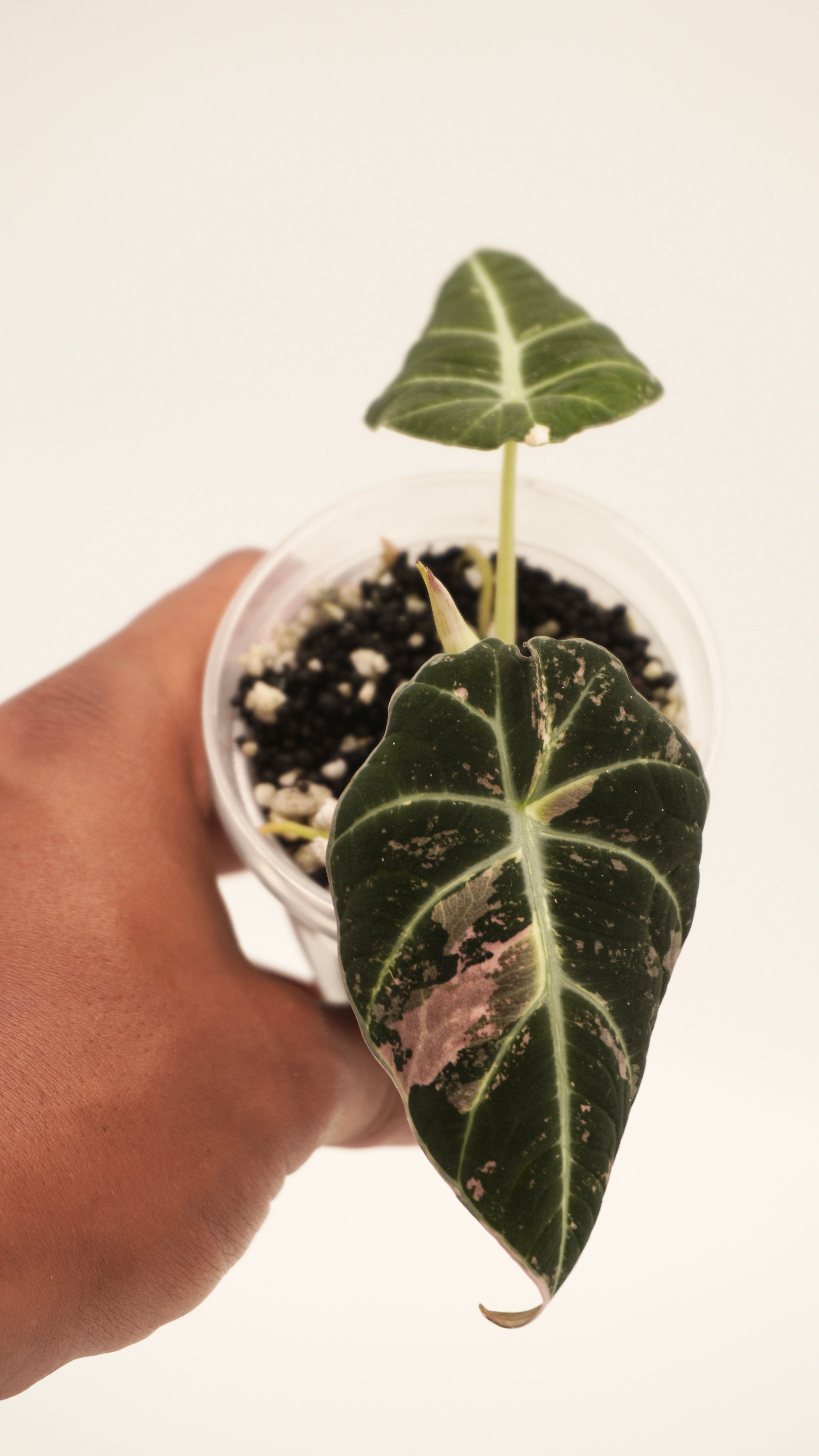Alocasia Pink Black Velvet