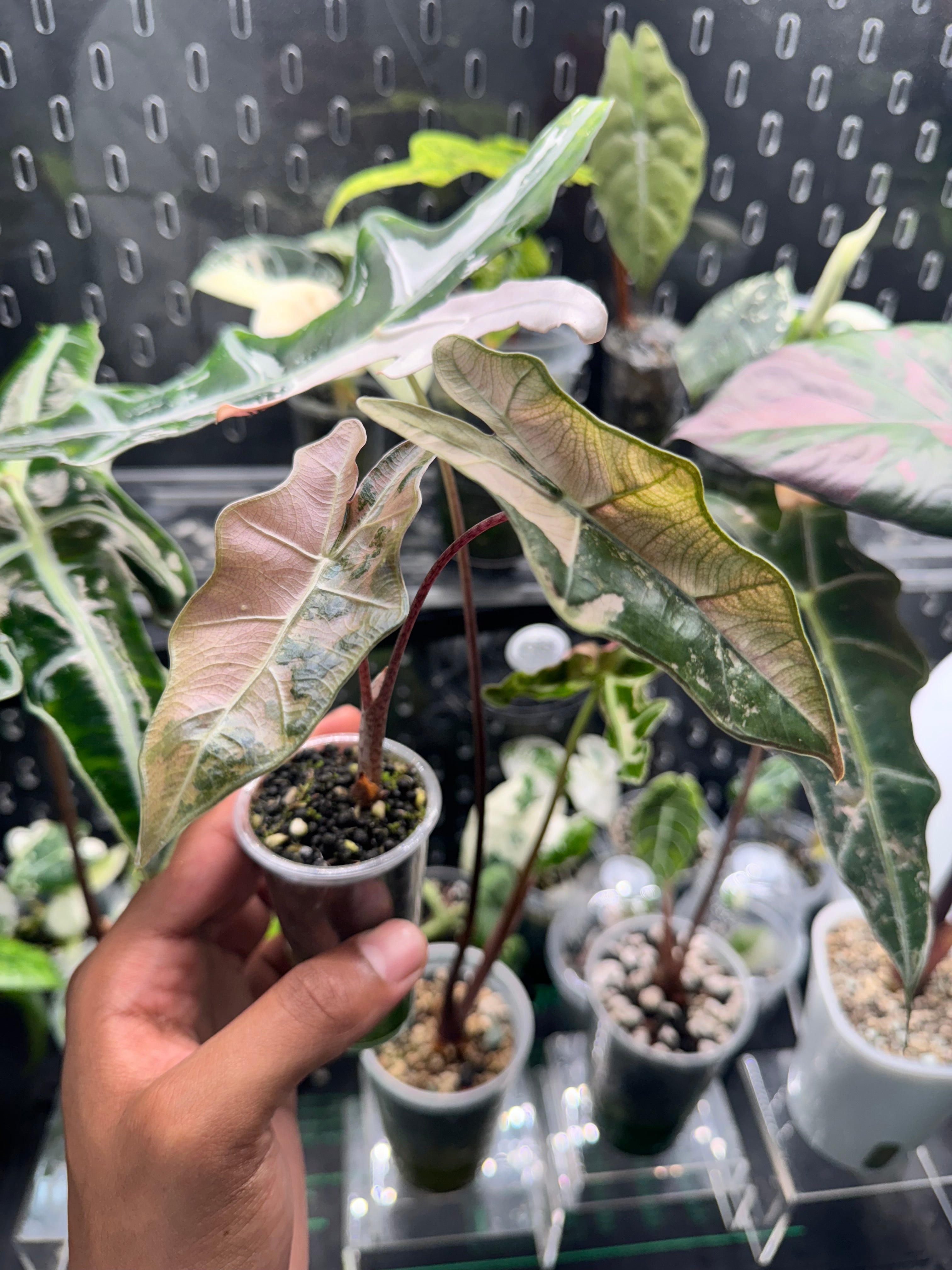 Alocasia Psuedo Sanderiana Pink CORM