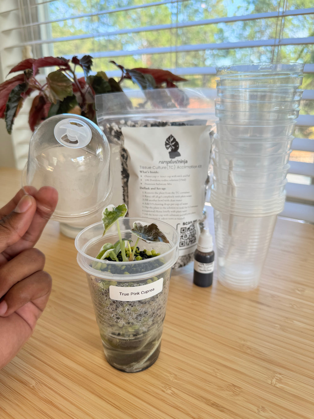 Tissue Culture Acclimation Kit (3″ Self-Watering)