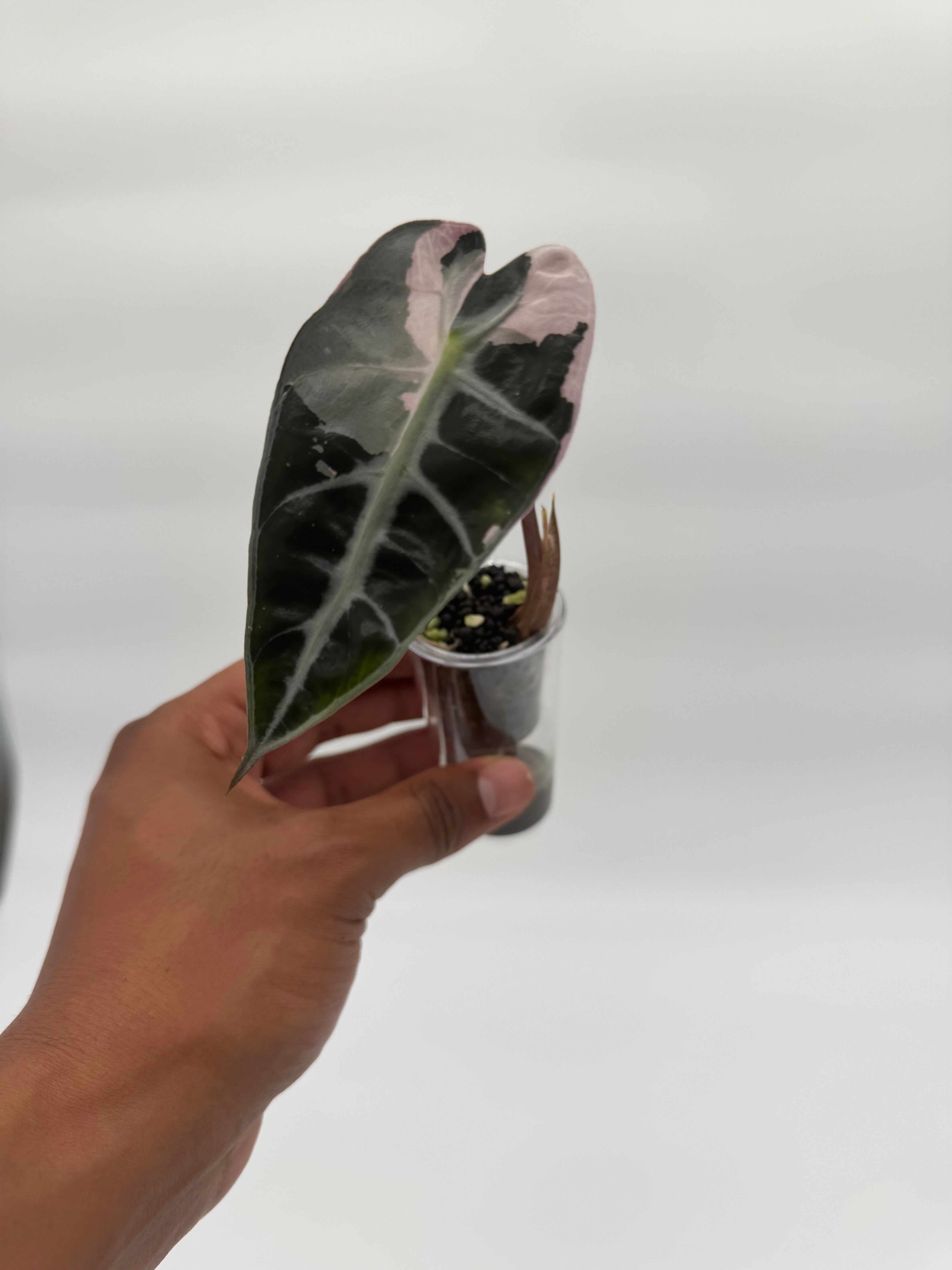 Alocasia Bambino Pink Veriegated – Rareplantninja
