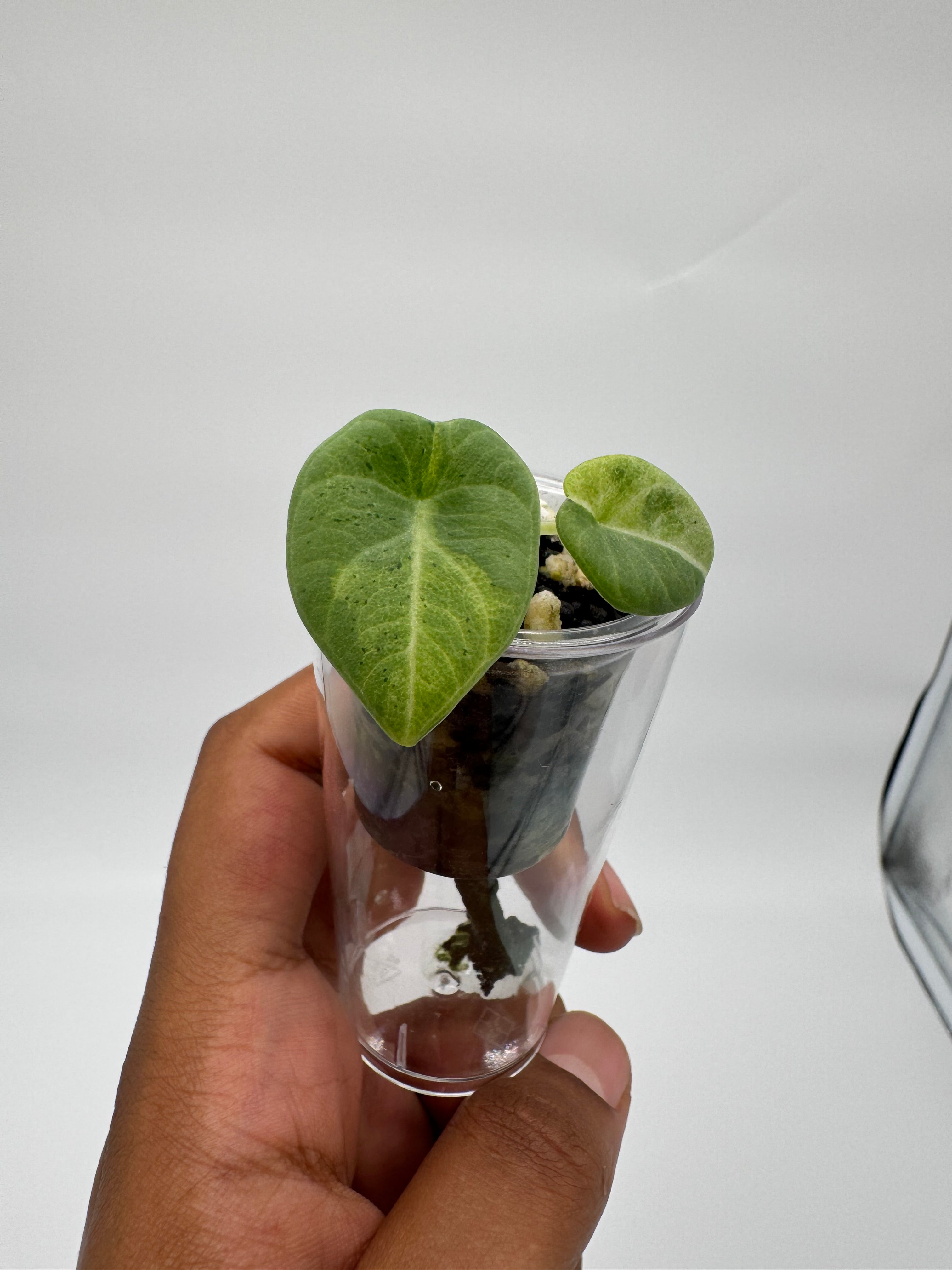 Alocasia Maharani Lava