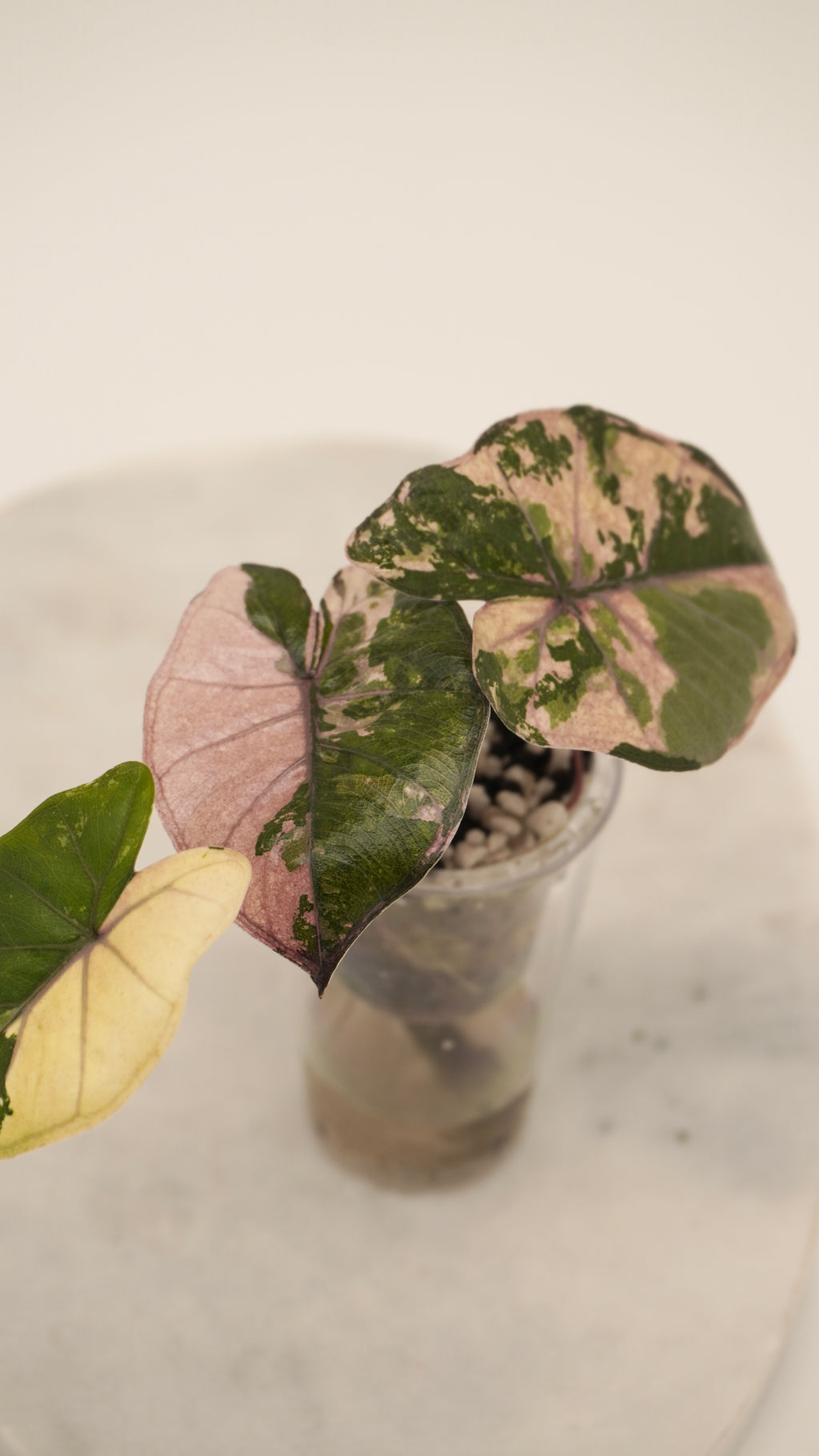 Alocasia Pink Yukatan Princess