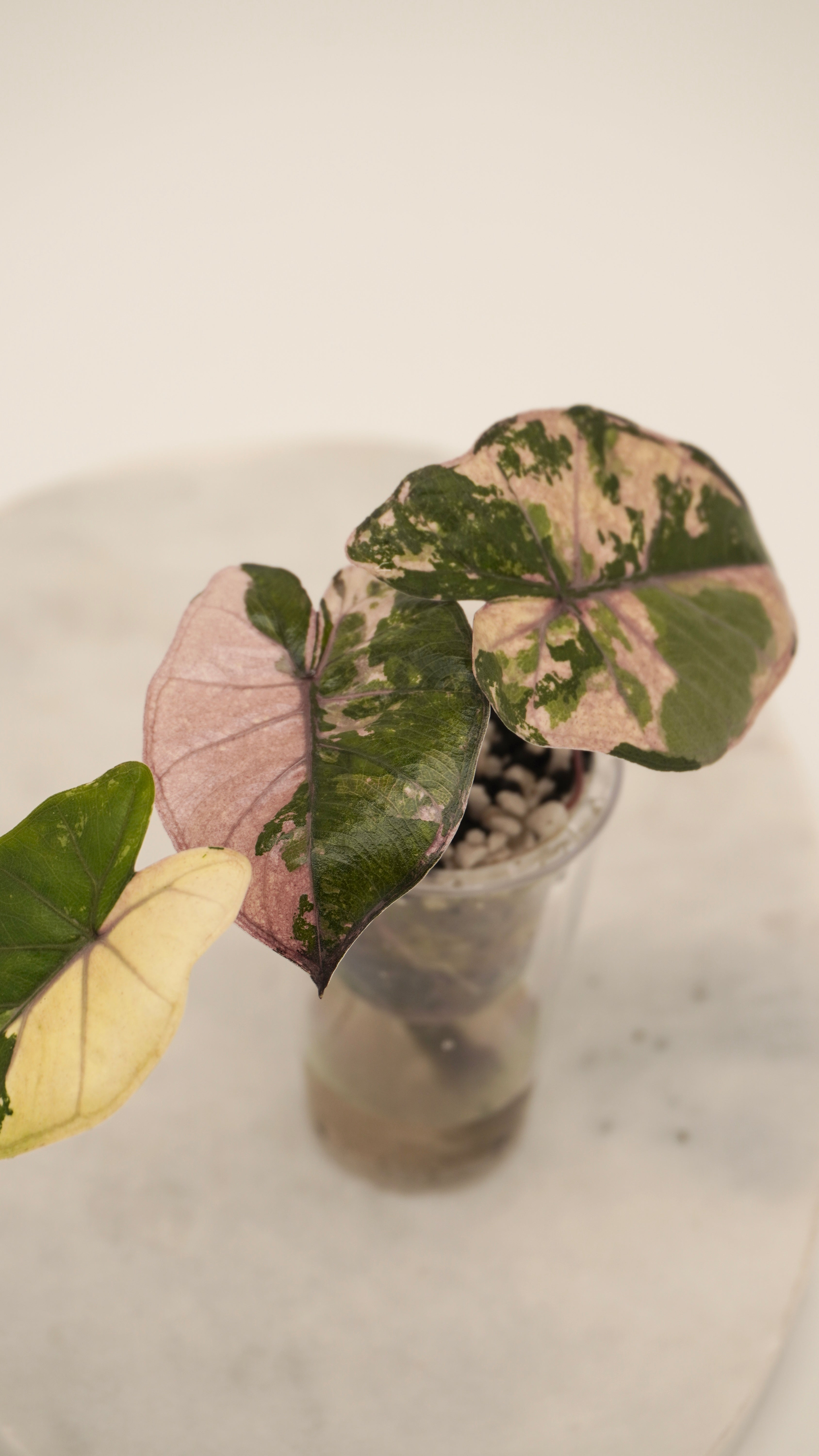 Alocasia Pink Yukatan Princess