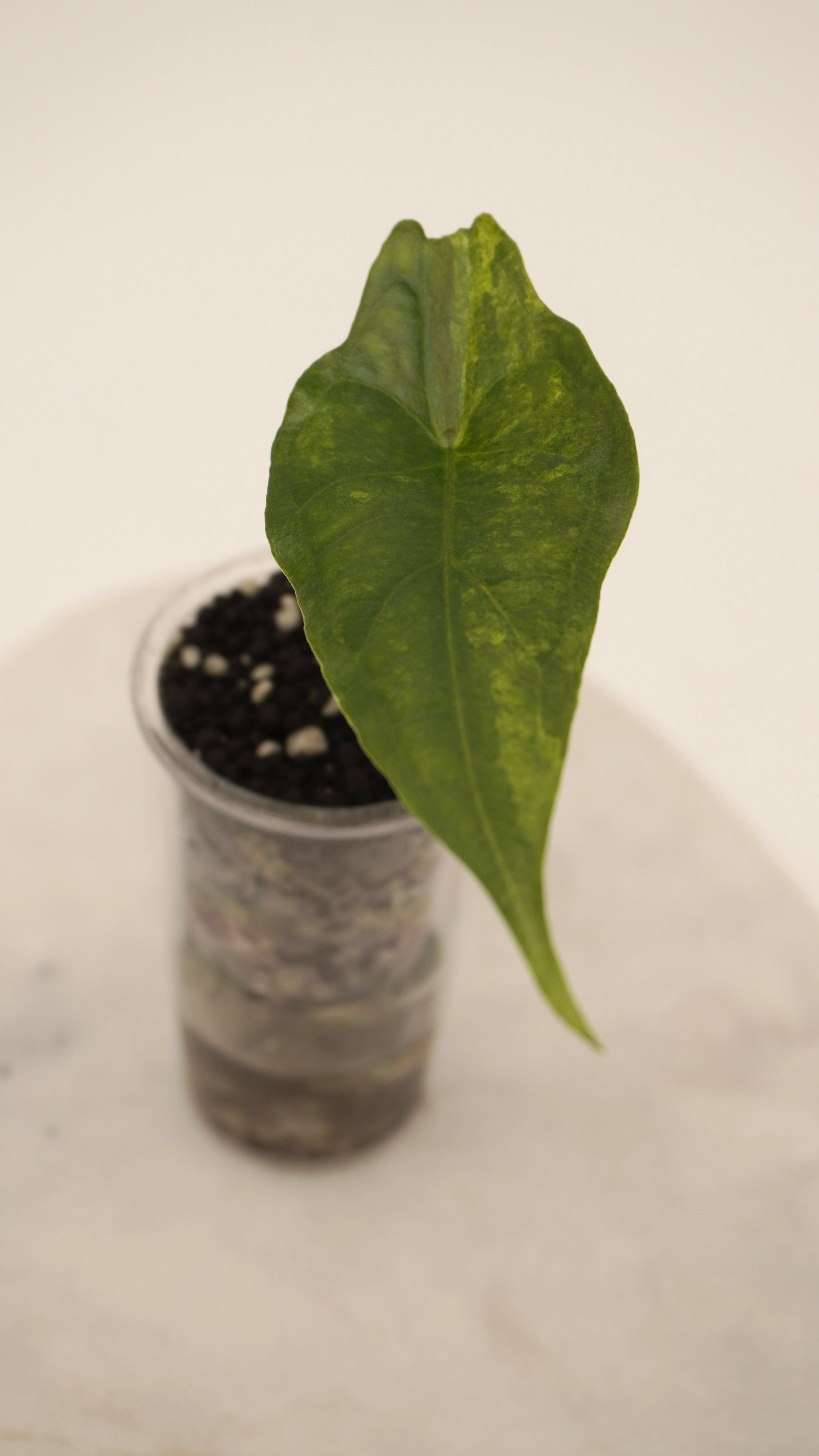 Alocasia Dragons Breath Aurea
