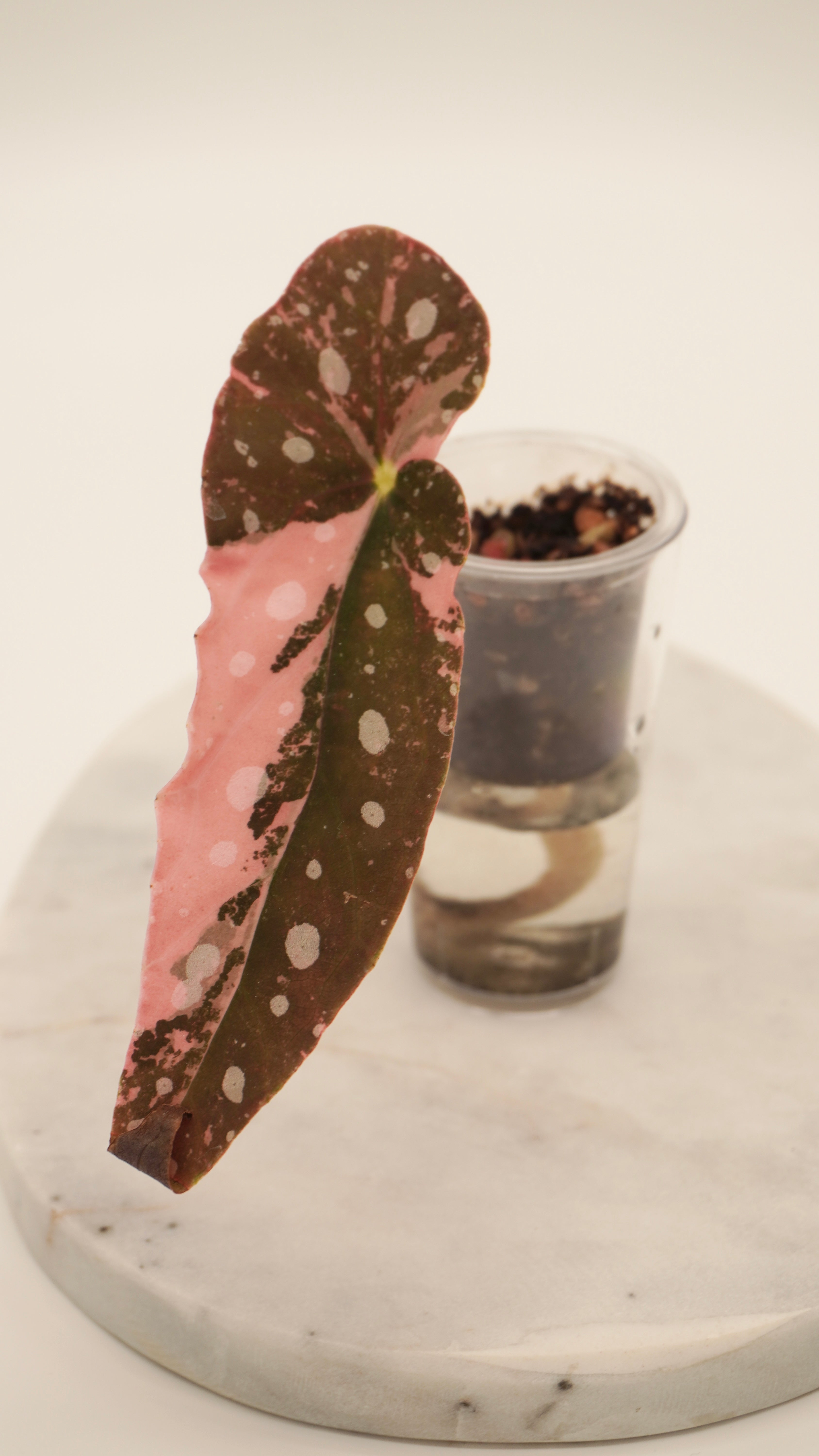 Pink Begonia Maculata