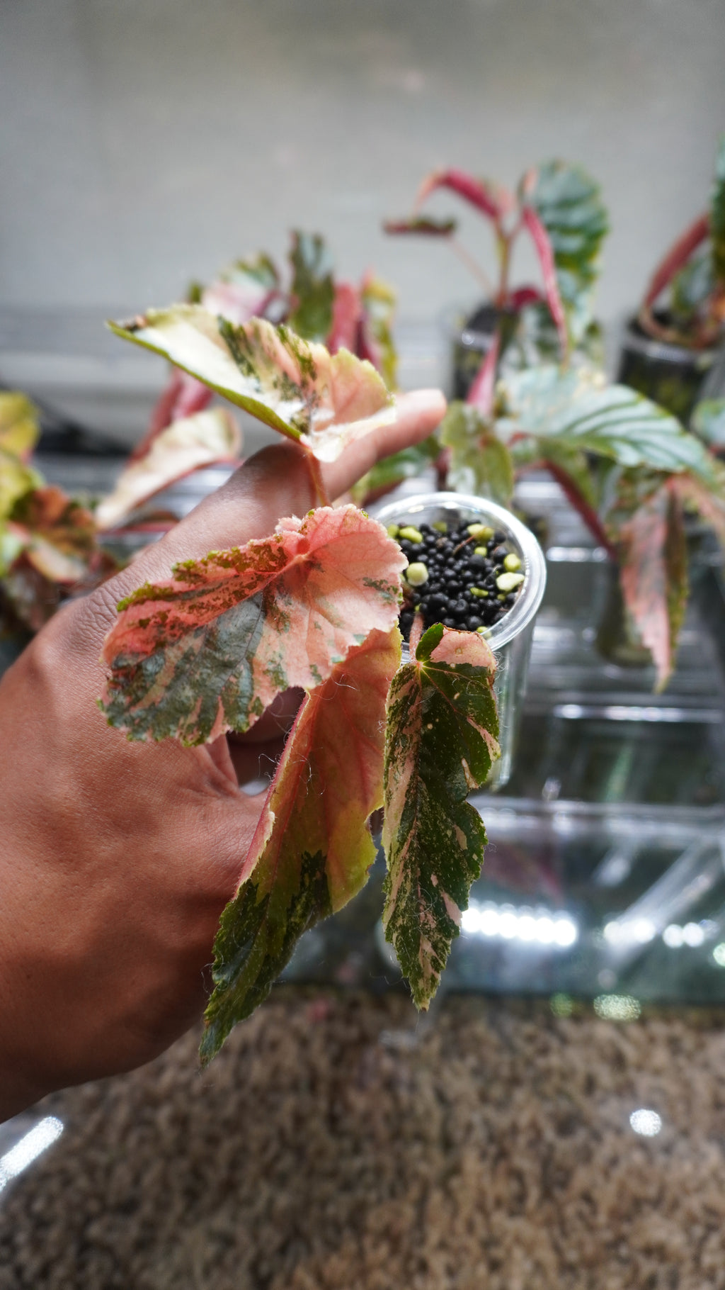 Ginny Galaxy begonia 5-7 leaves (Growers Choice)