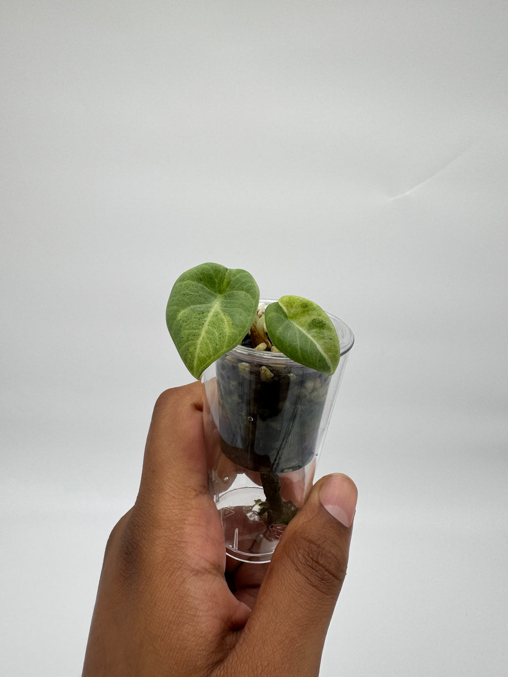 Alocasia Maharani Lava