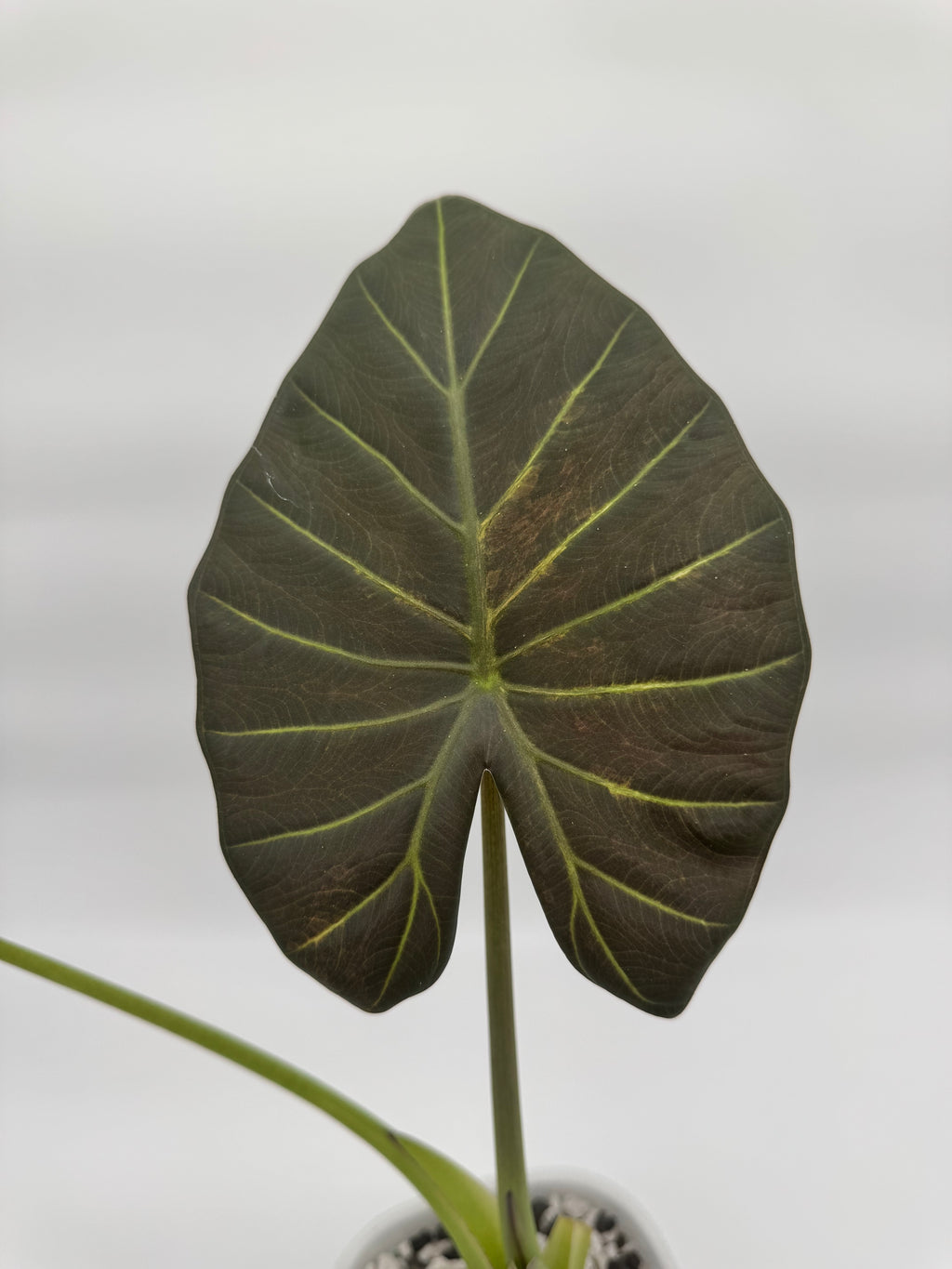 Alocasia Regal Shields Aurea “Blue Jeans” CORM