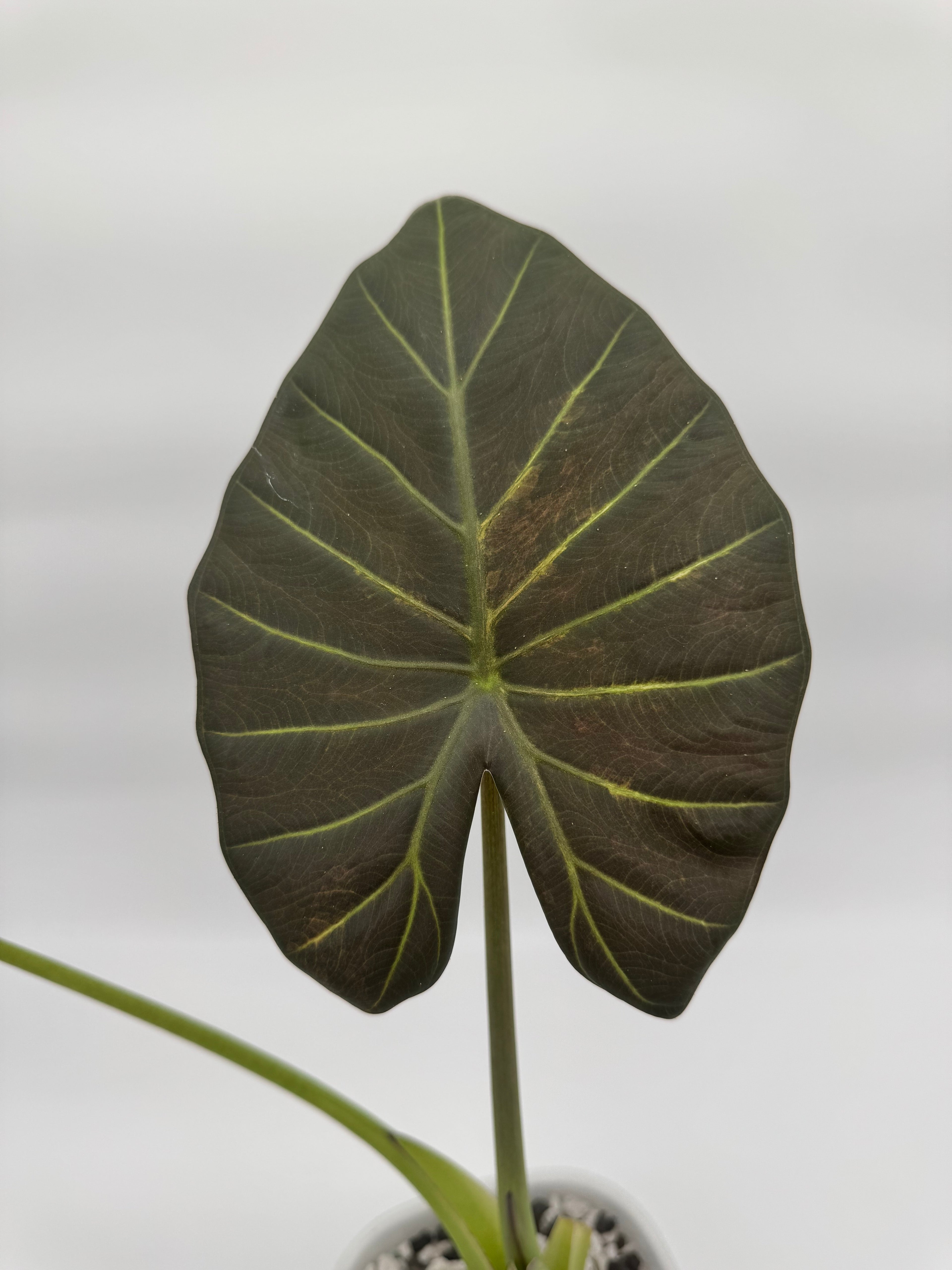 Alocasia Regal Shields Aurea “Blue Jeans” CORM