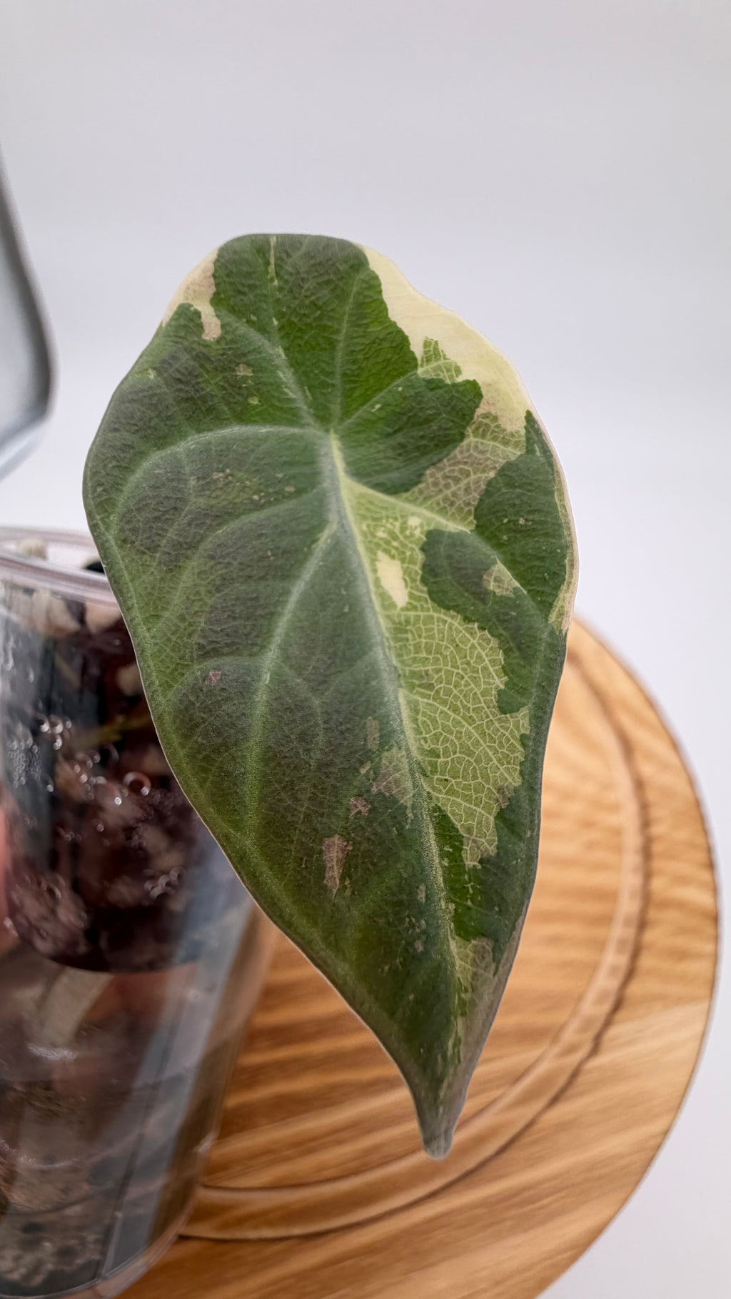 Alocasia Maharani Tri-Color