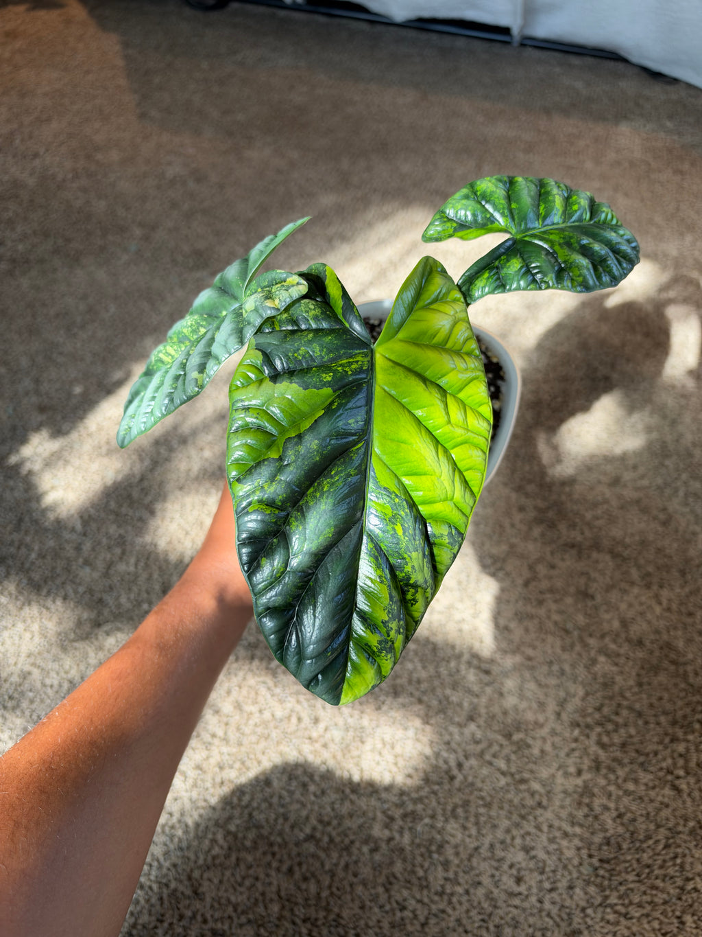 Alocasia Sinuata Aurea CORM