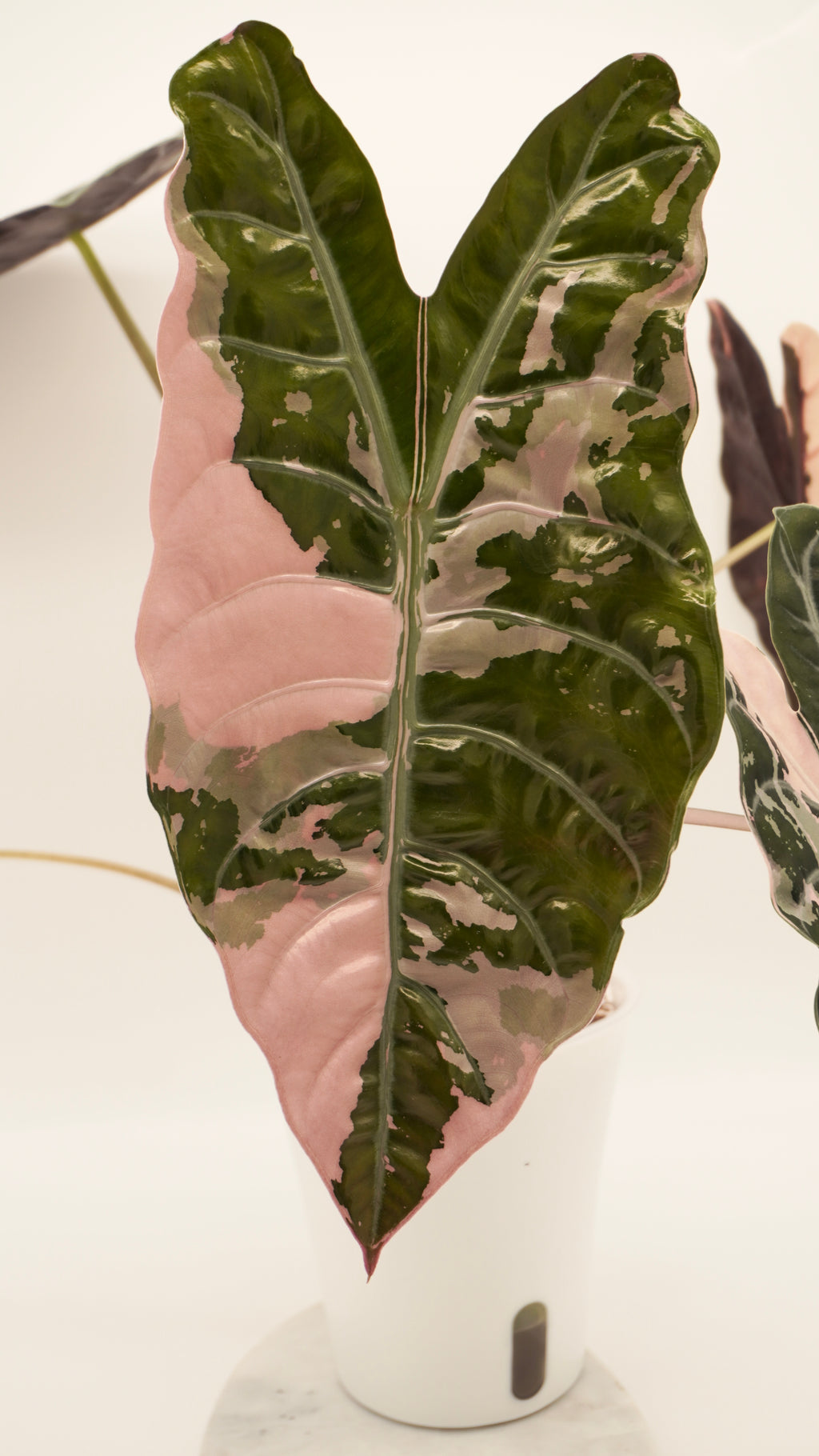 Alocasia Pink Chantrieri CORM