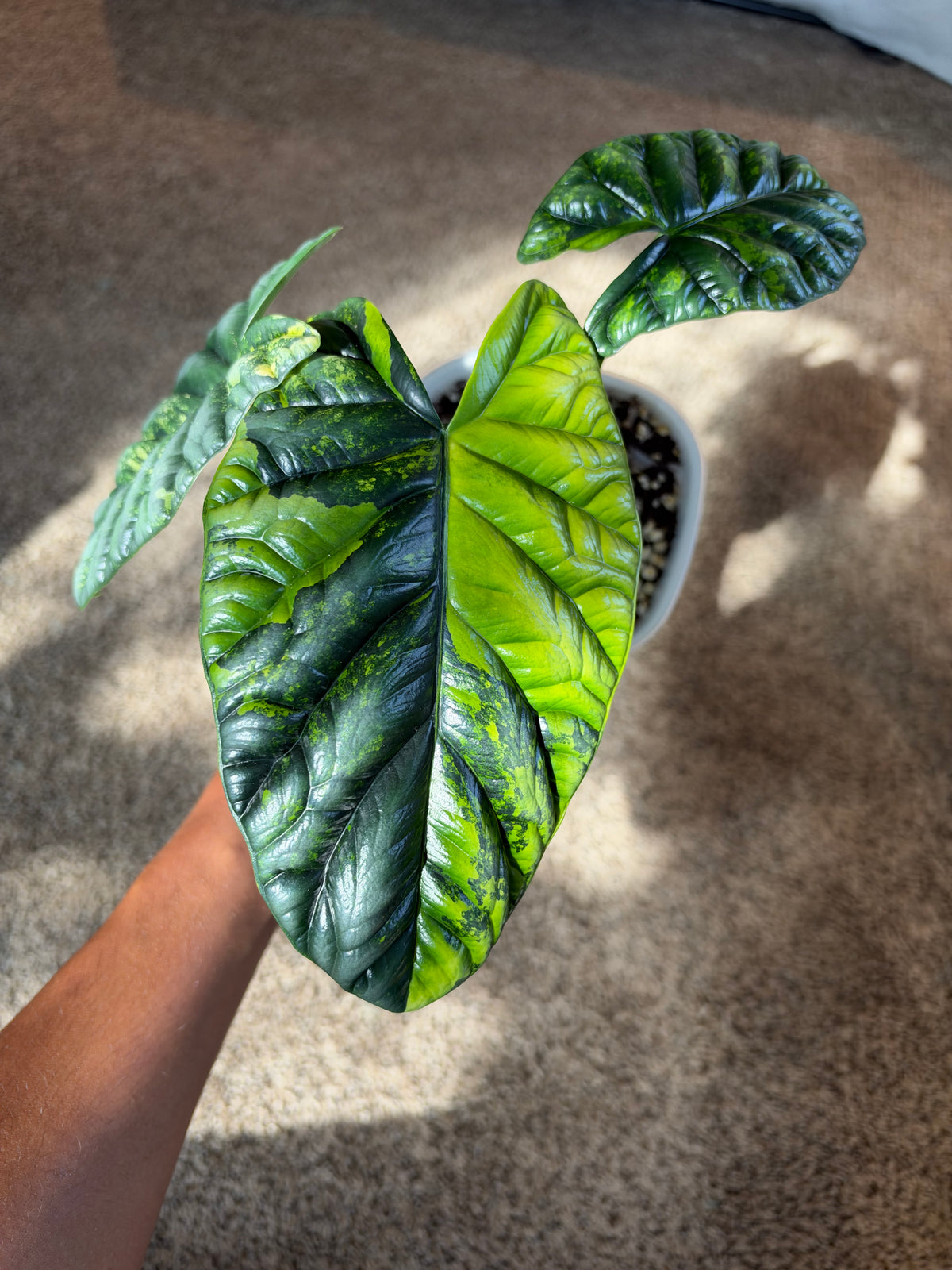 Alocasia Sinuata Aurea CORM