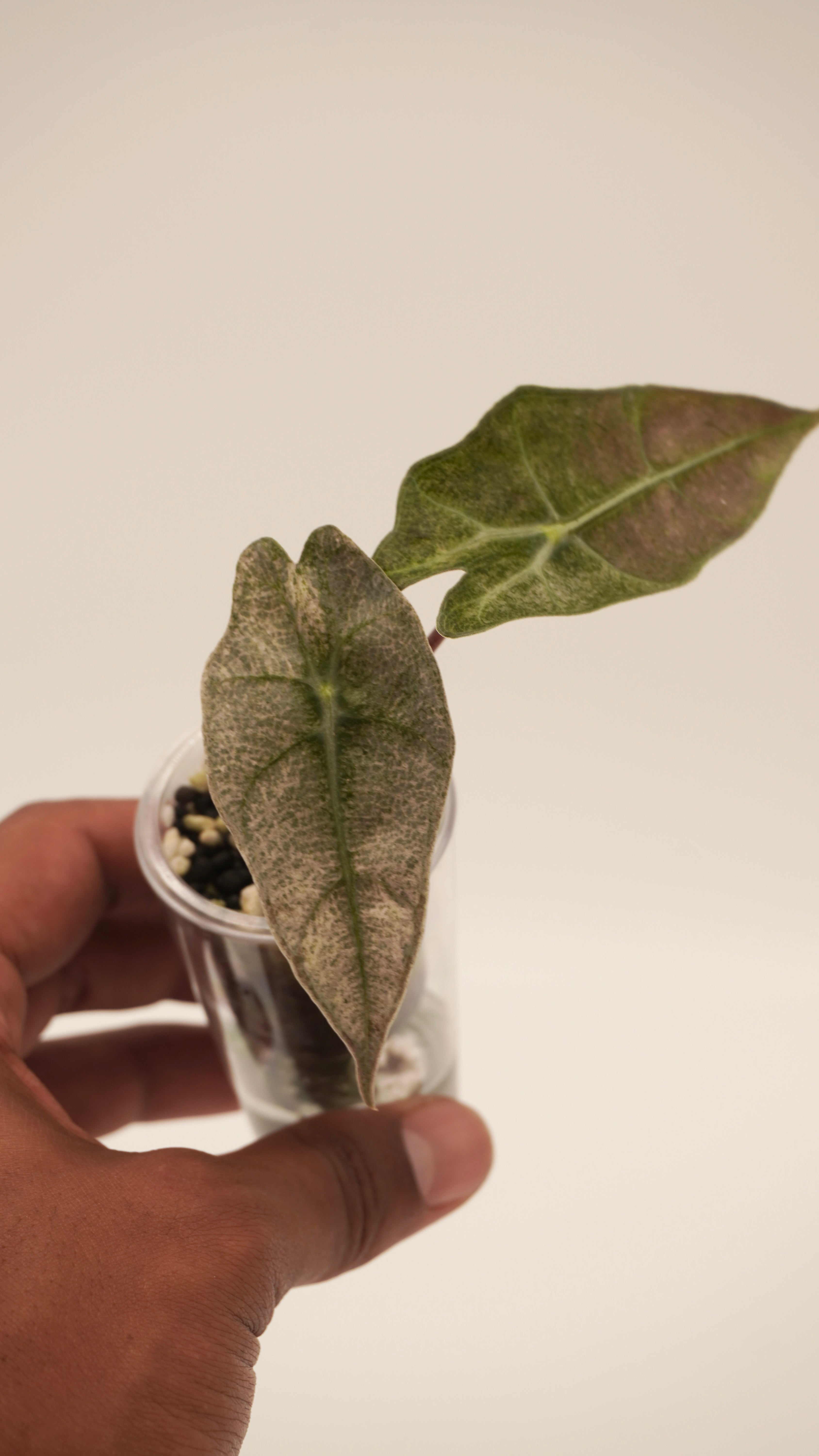 Alocasia Pink Polly “Ghost”