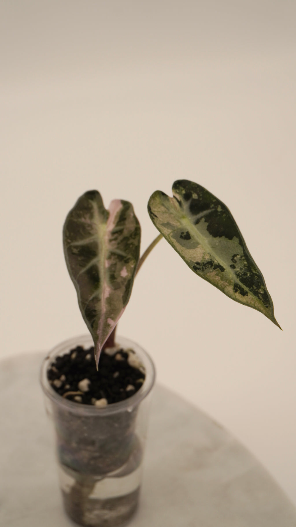 Alocasia Pink Bambino