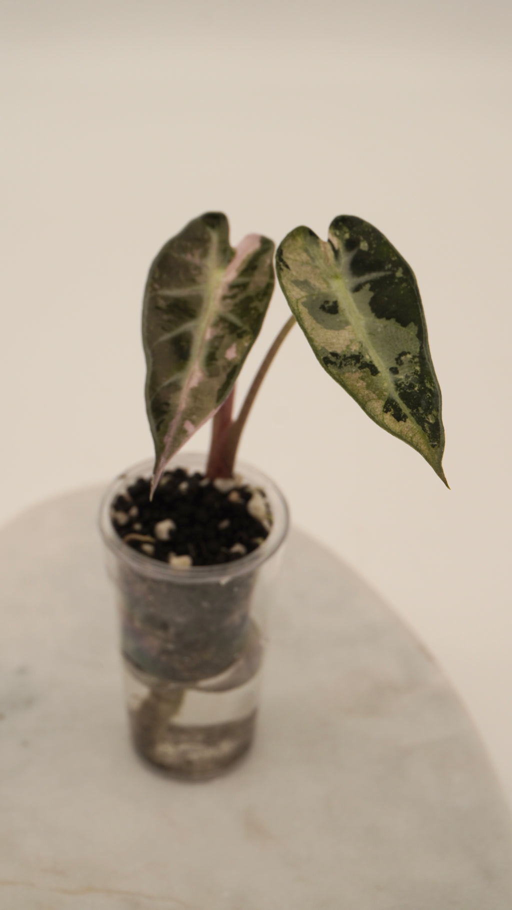 Alocasia Pink Bambino