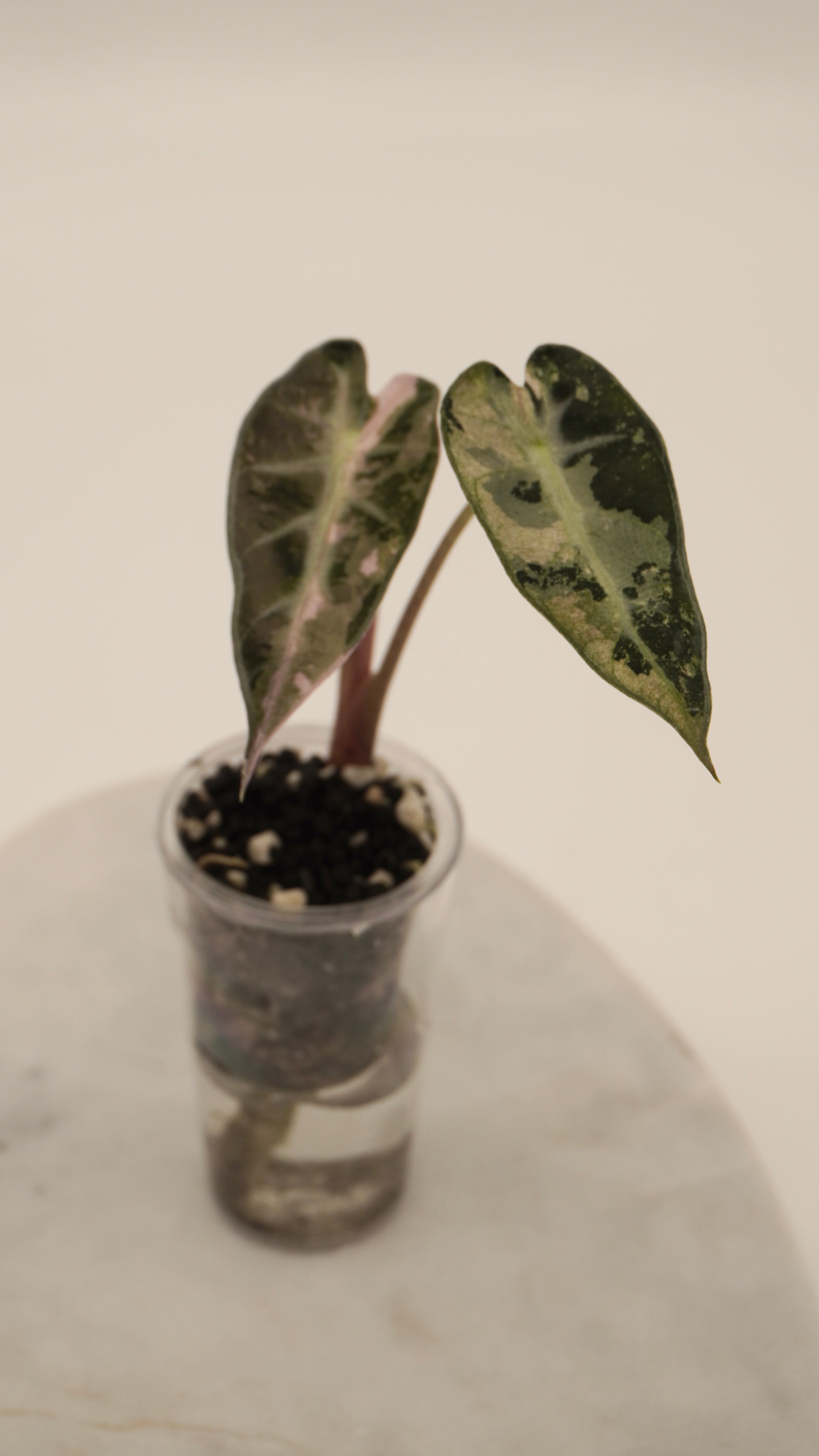 Alocasia Pink Bambino