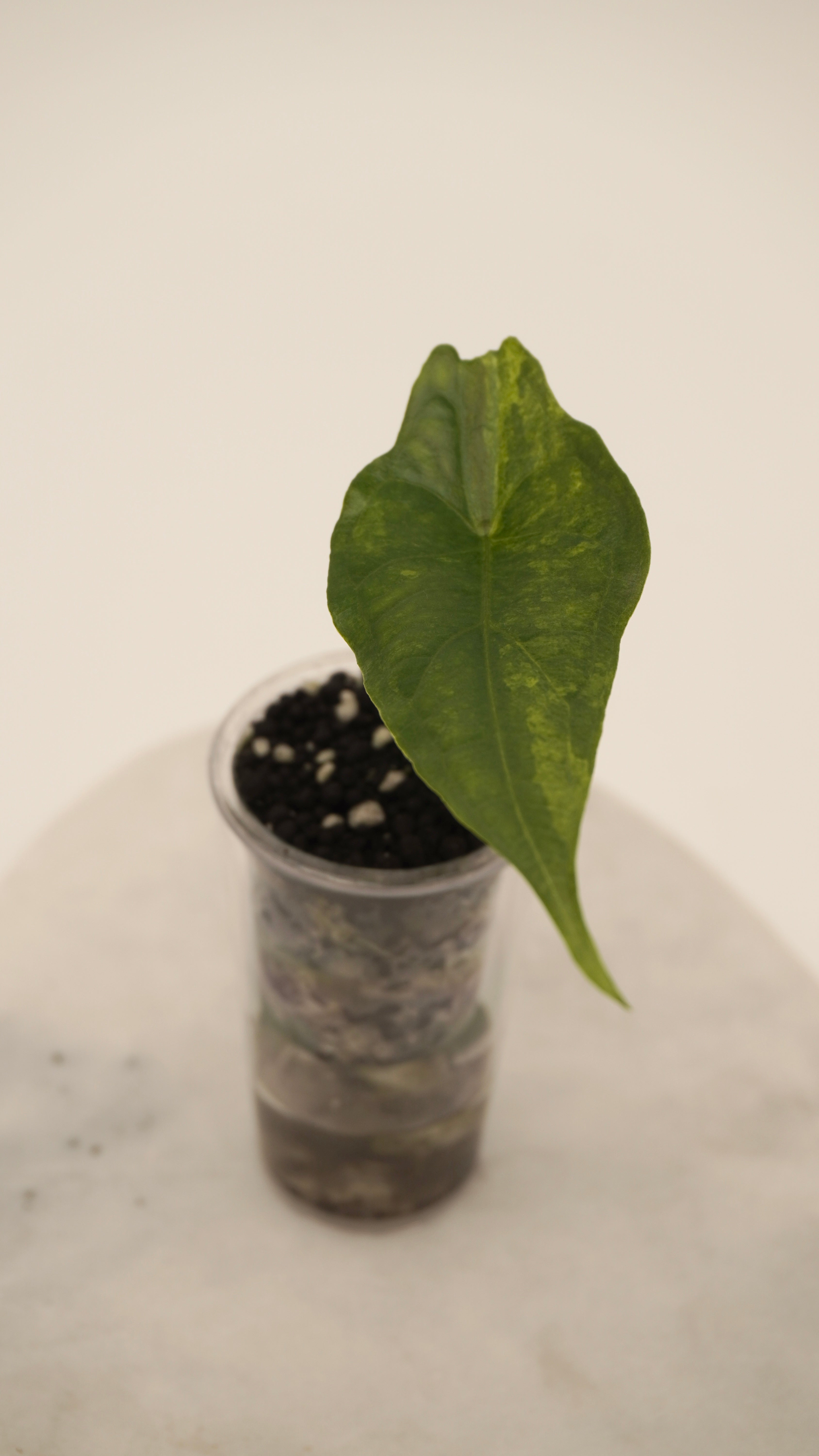 Alocasia Dragons Breath Aurea
