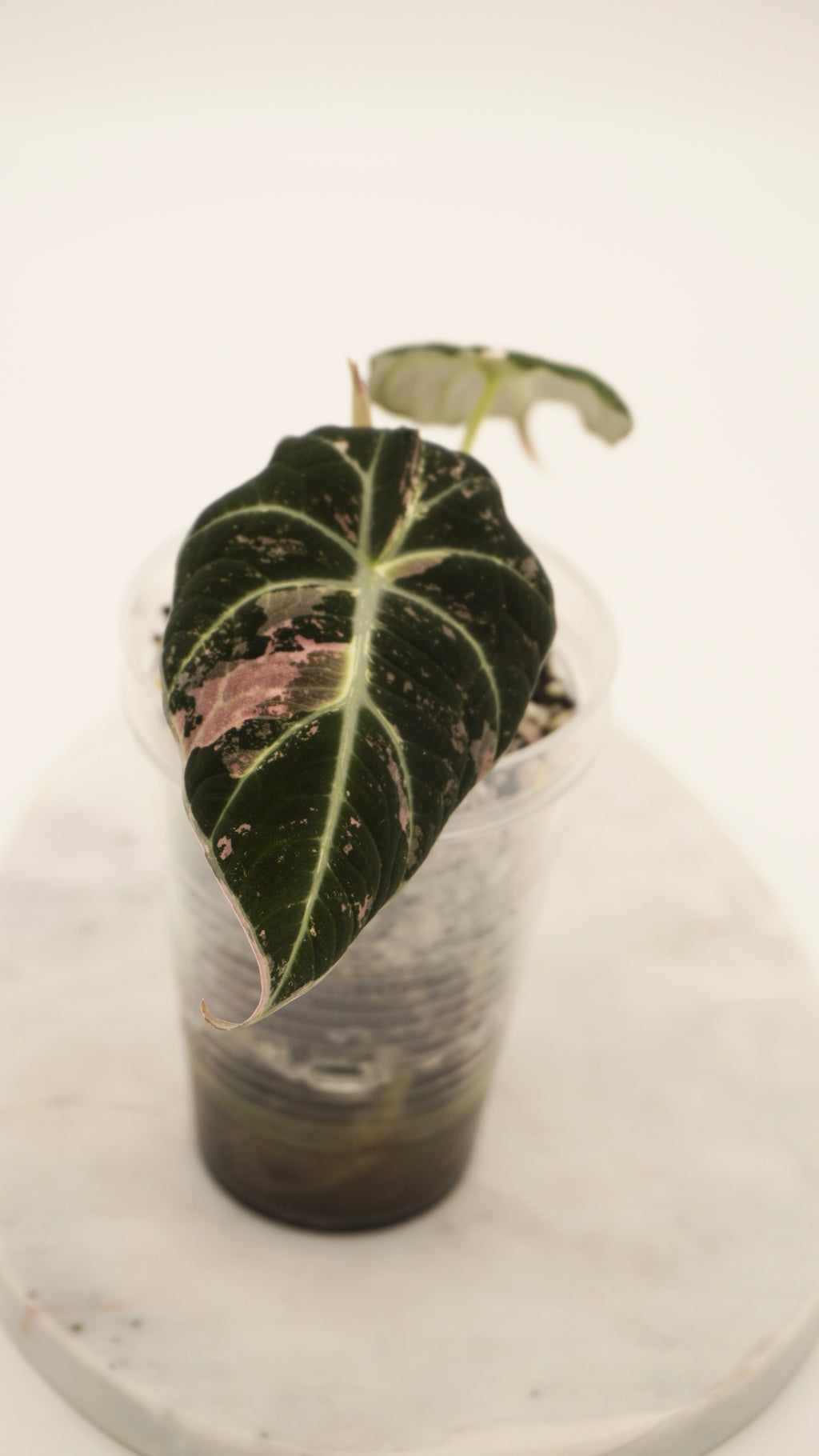 Alocasia Pink Black Velvet