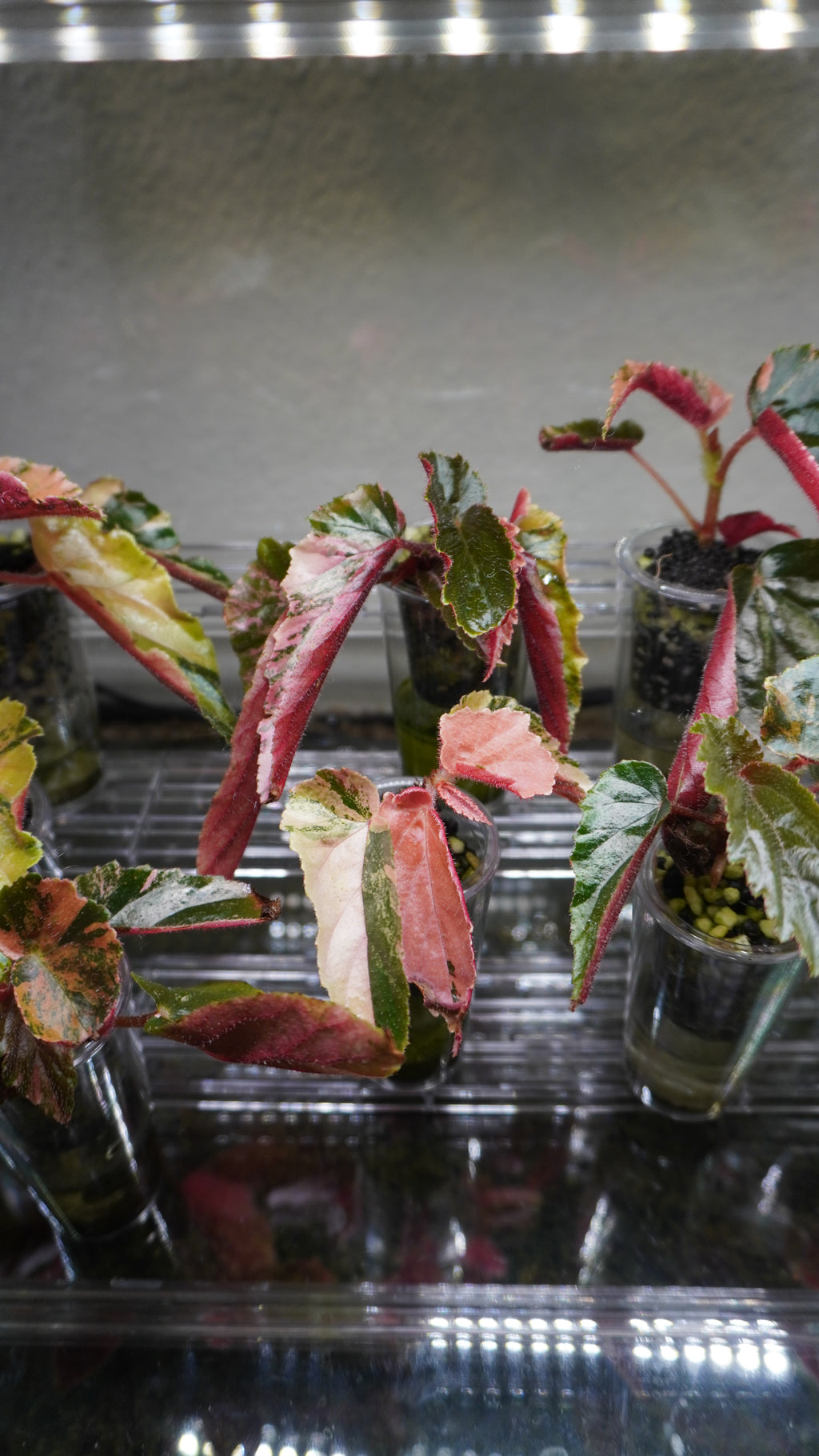 Ginny Galaxy begonia 5-7 leaves (Growers Choice)