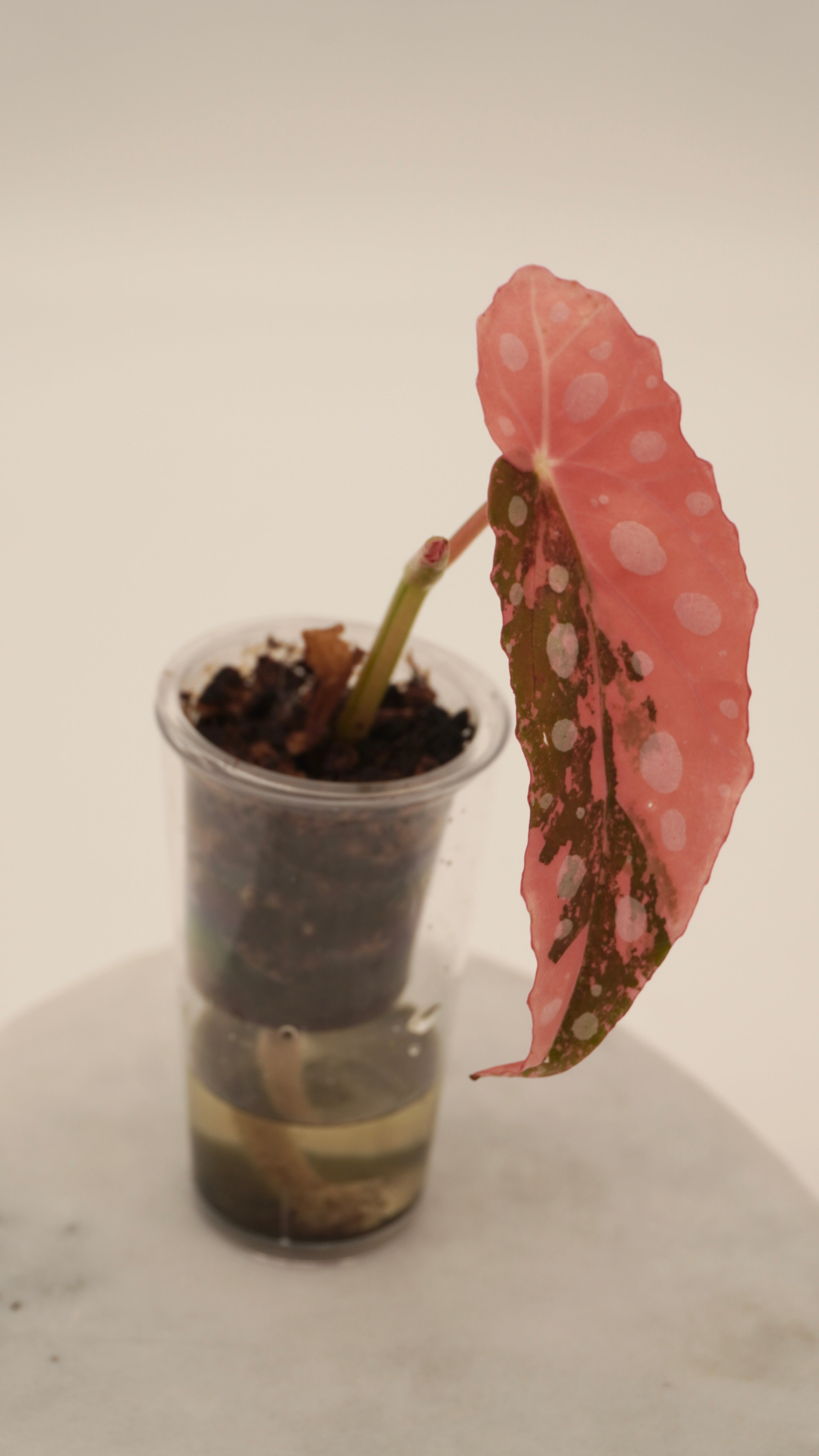 Pink Begonia Maculata