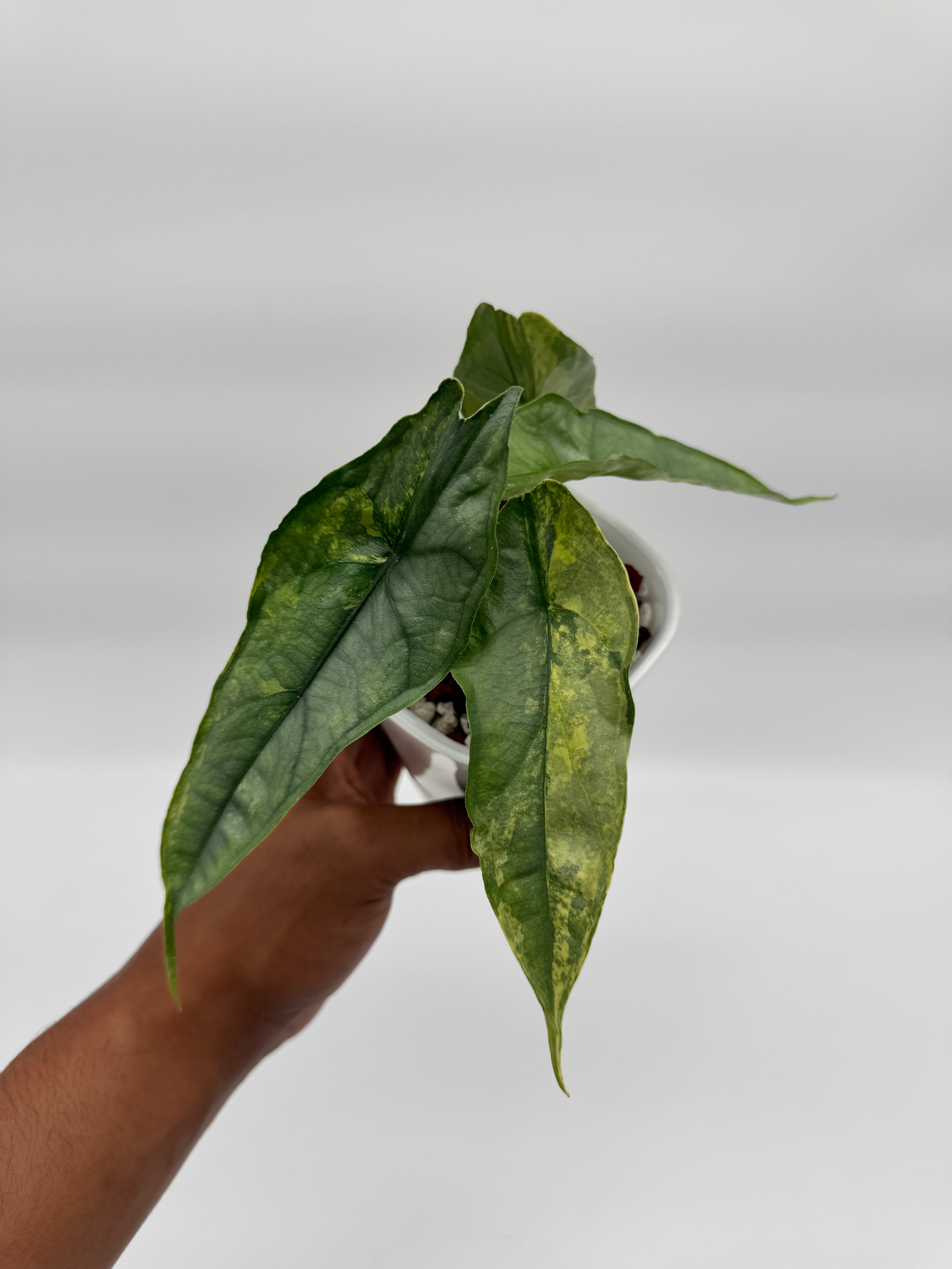 Alocasia Dragon Breath aurea｜アロカシア ドラゴン Alocasia Dragons Breath Aurea CORM – Rareplantninja