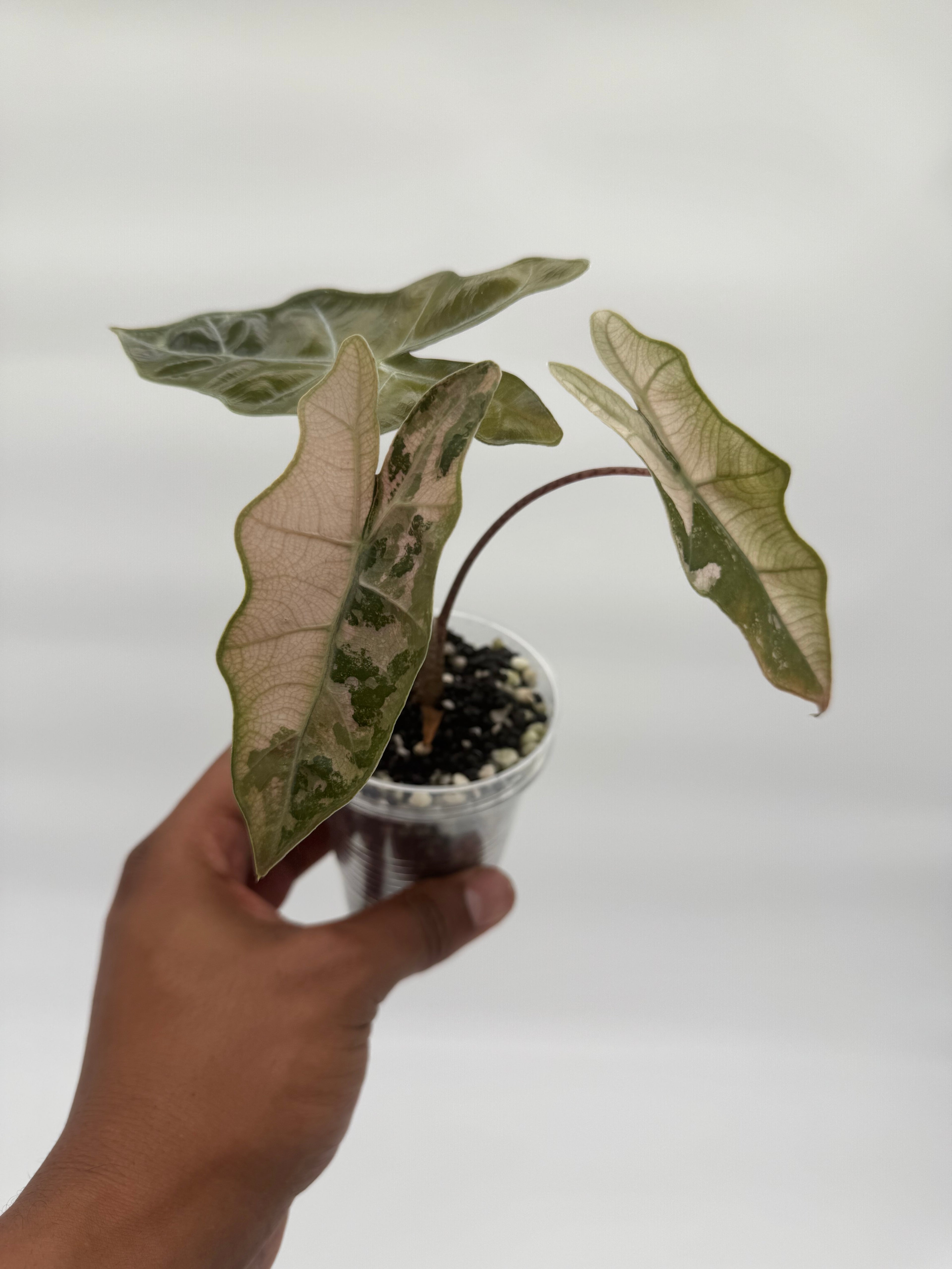 Alocasia Psuedo Sanderiana Pink CORM