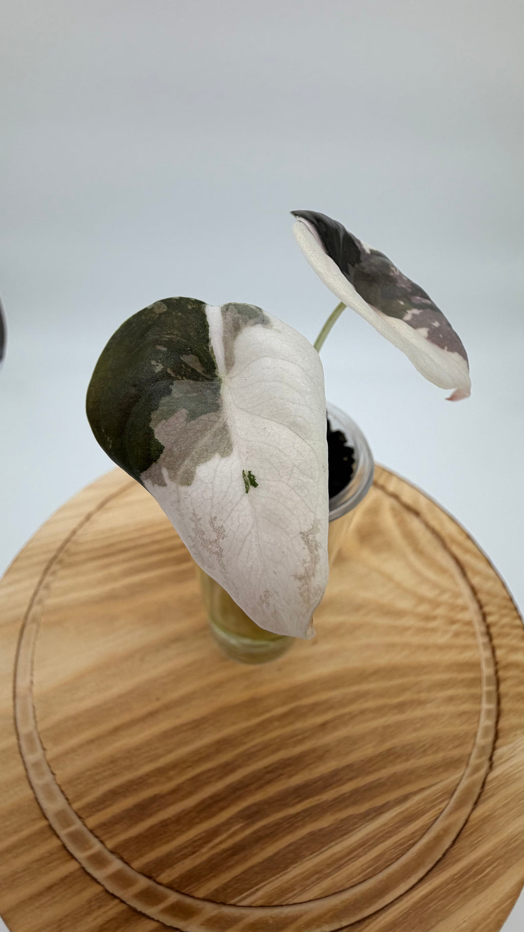 Alocasia True Pink Cuprea