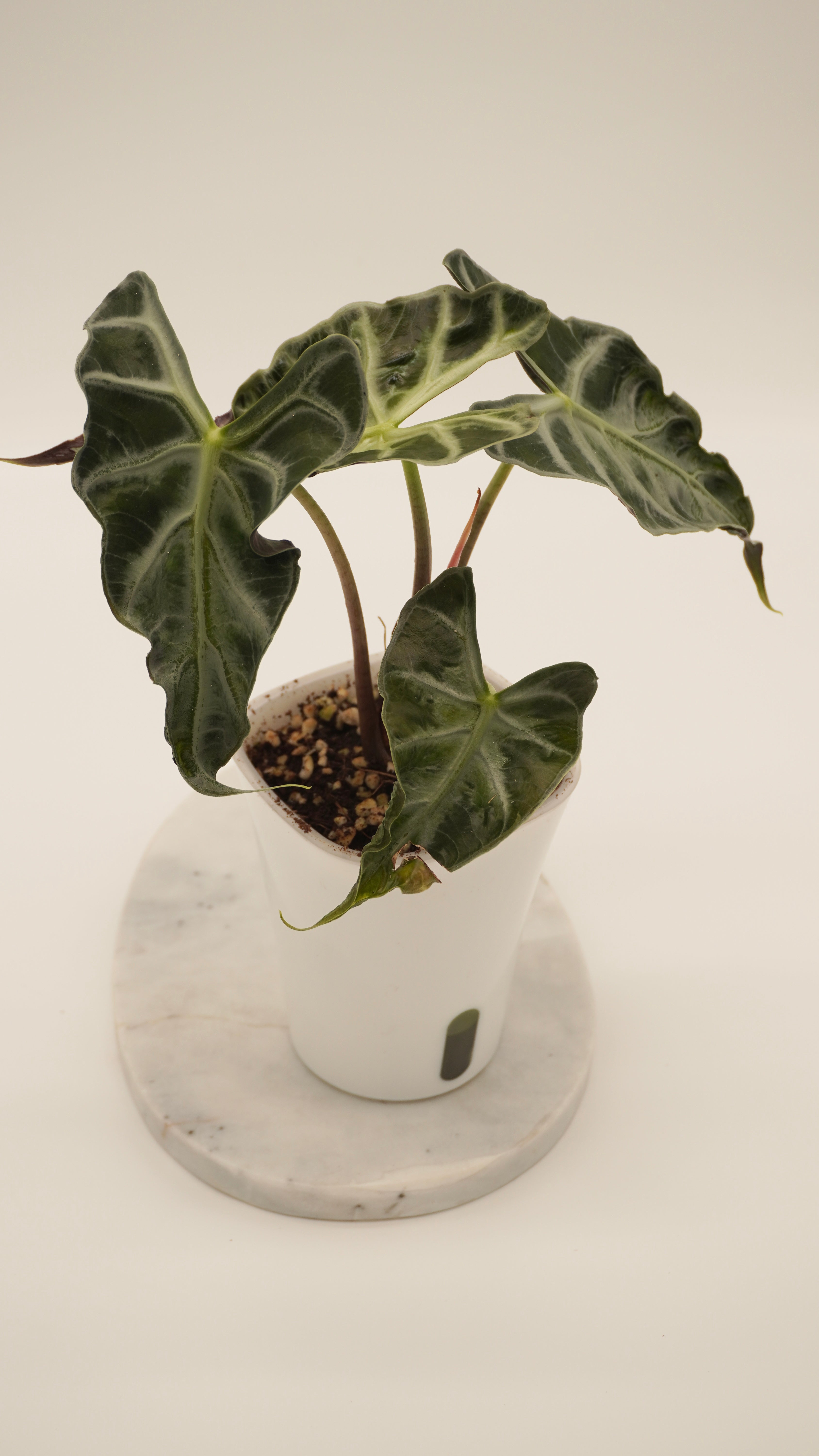 Alocasia loco CORM