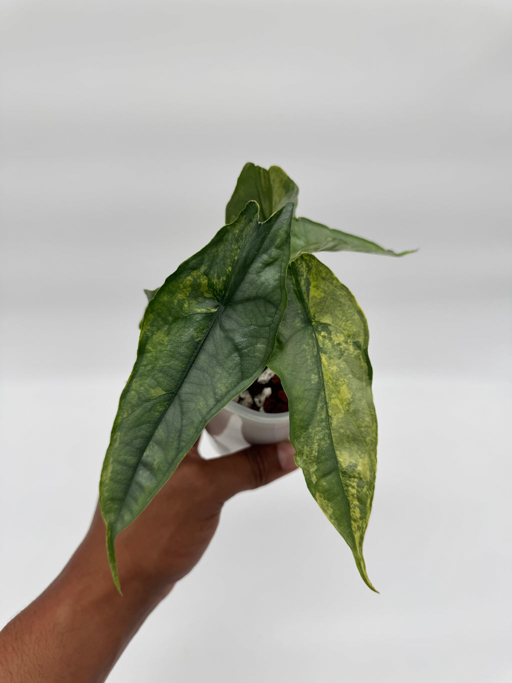 Alocasia Dragons Breath Aurea