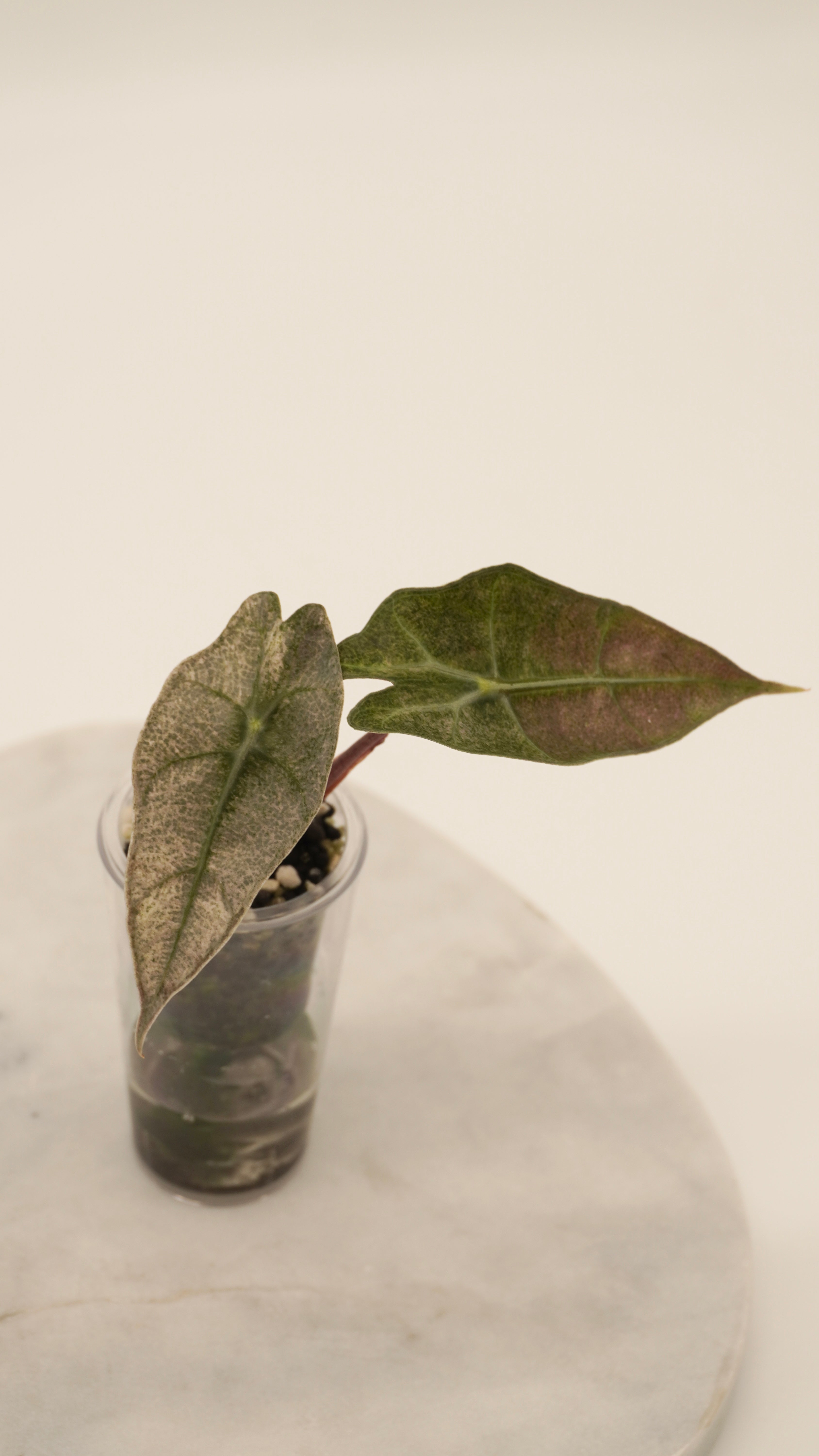 Alocasia Pink Polly “Ghost”