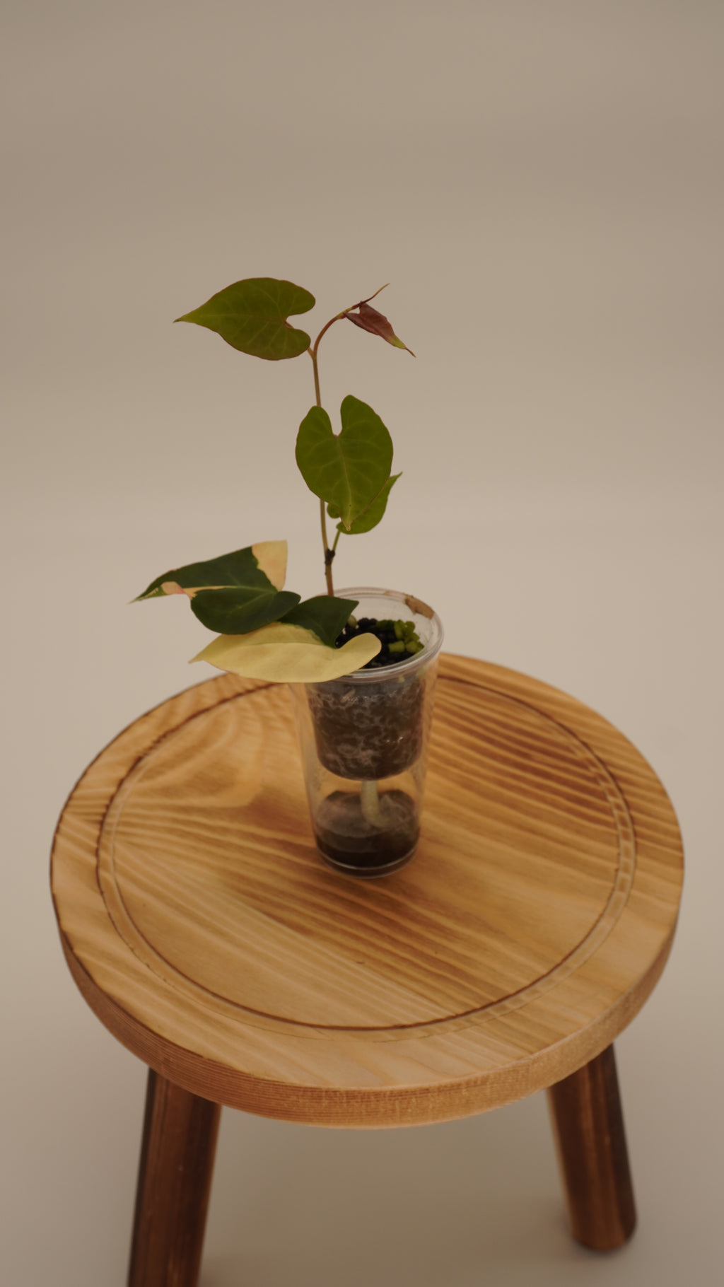 Fallopia MultiFlora Variegated (growers choice)