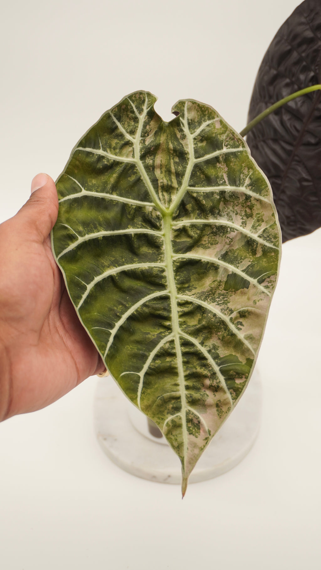 Alocasia Pink Watsoniana CORM