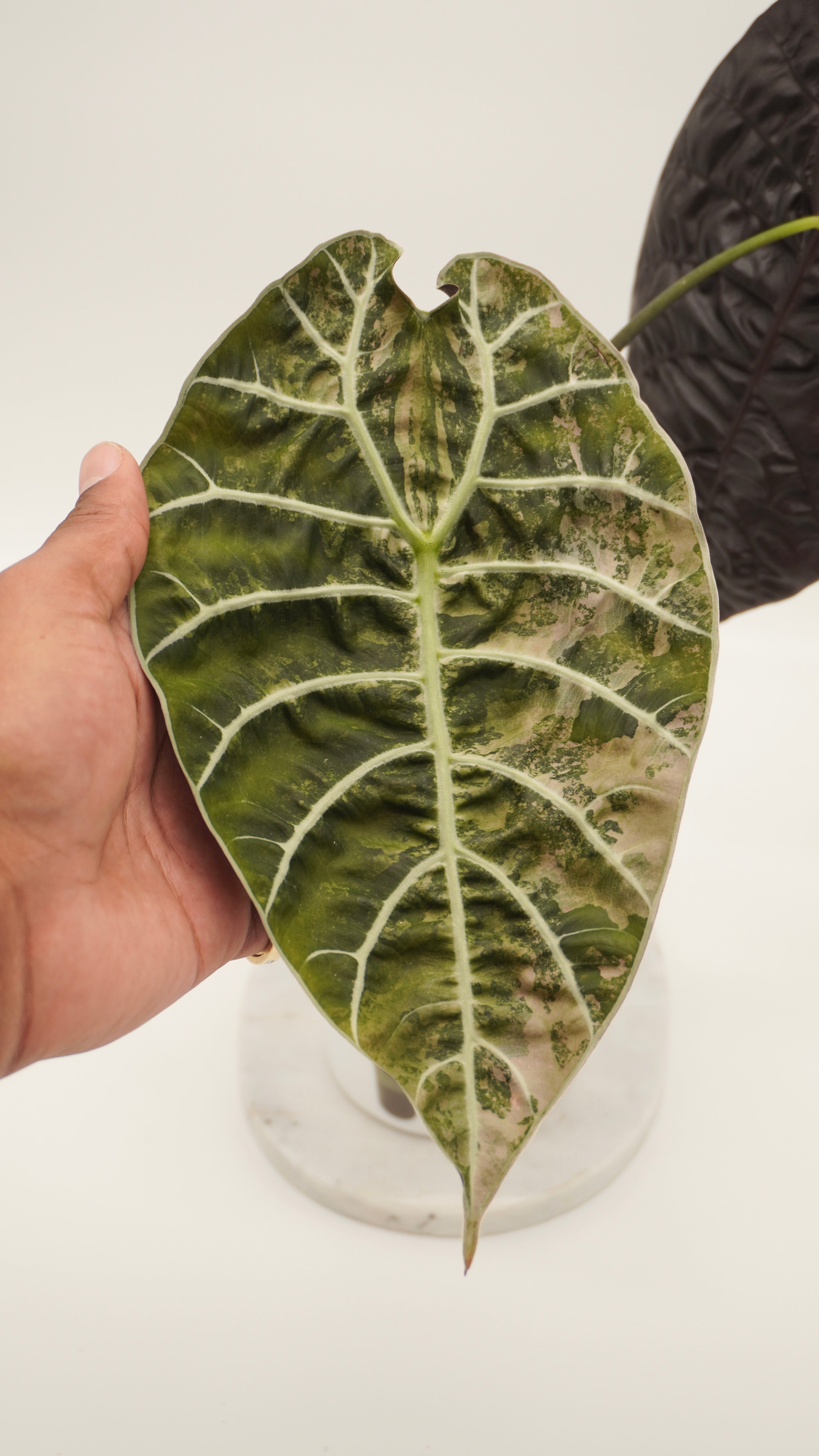 Alocasia Pink Watsoniana CORM